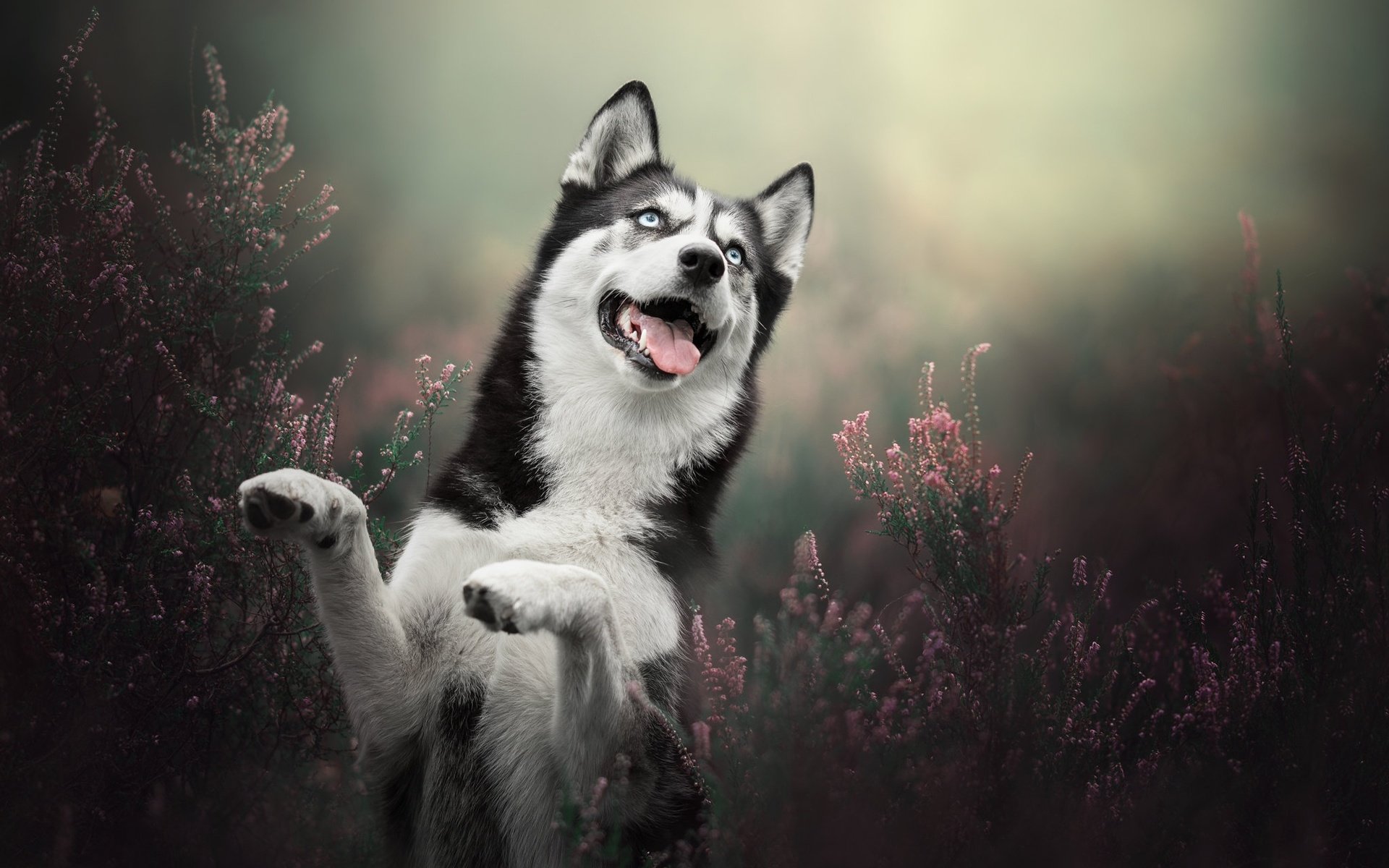 Обои собака, хаски, стойка, вереск, dog, husky, stand, heather разрешение 2048x1365 Загрузить