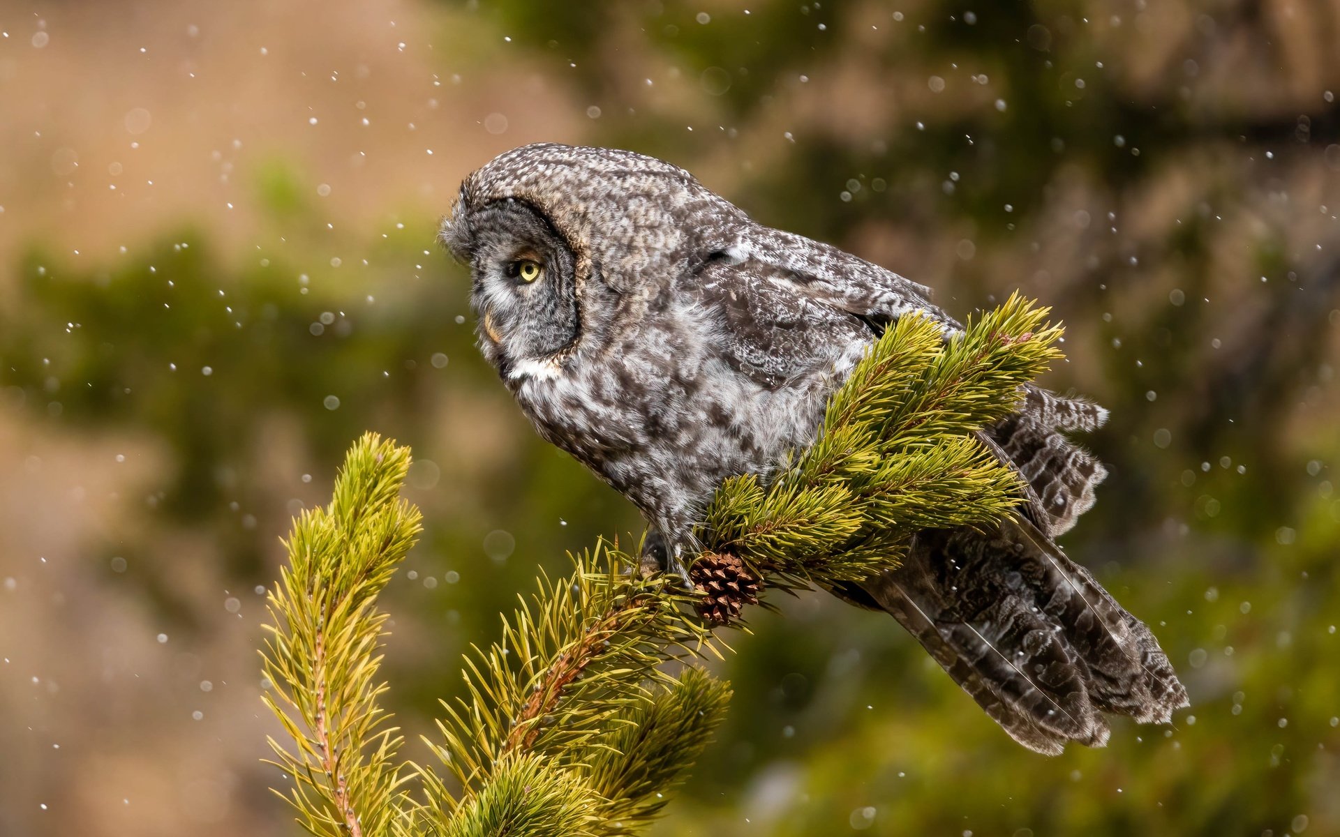 Обои сова, хвоя, ветки, птица, боке, неясыть, owl, needles, branches, bird, bokeh разрешение 3565x2377 Загрузить