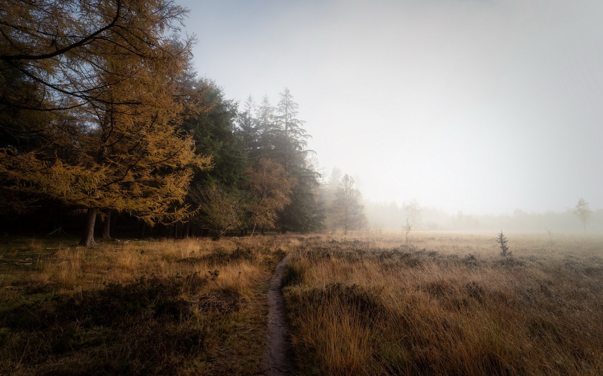 Обои туман, поле, осень, fog, field, autumn разрешение 3840x2160 Загрузить