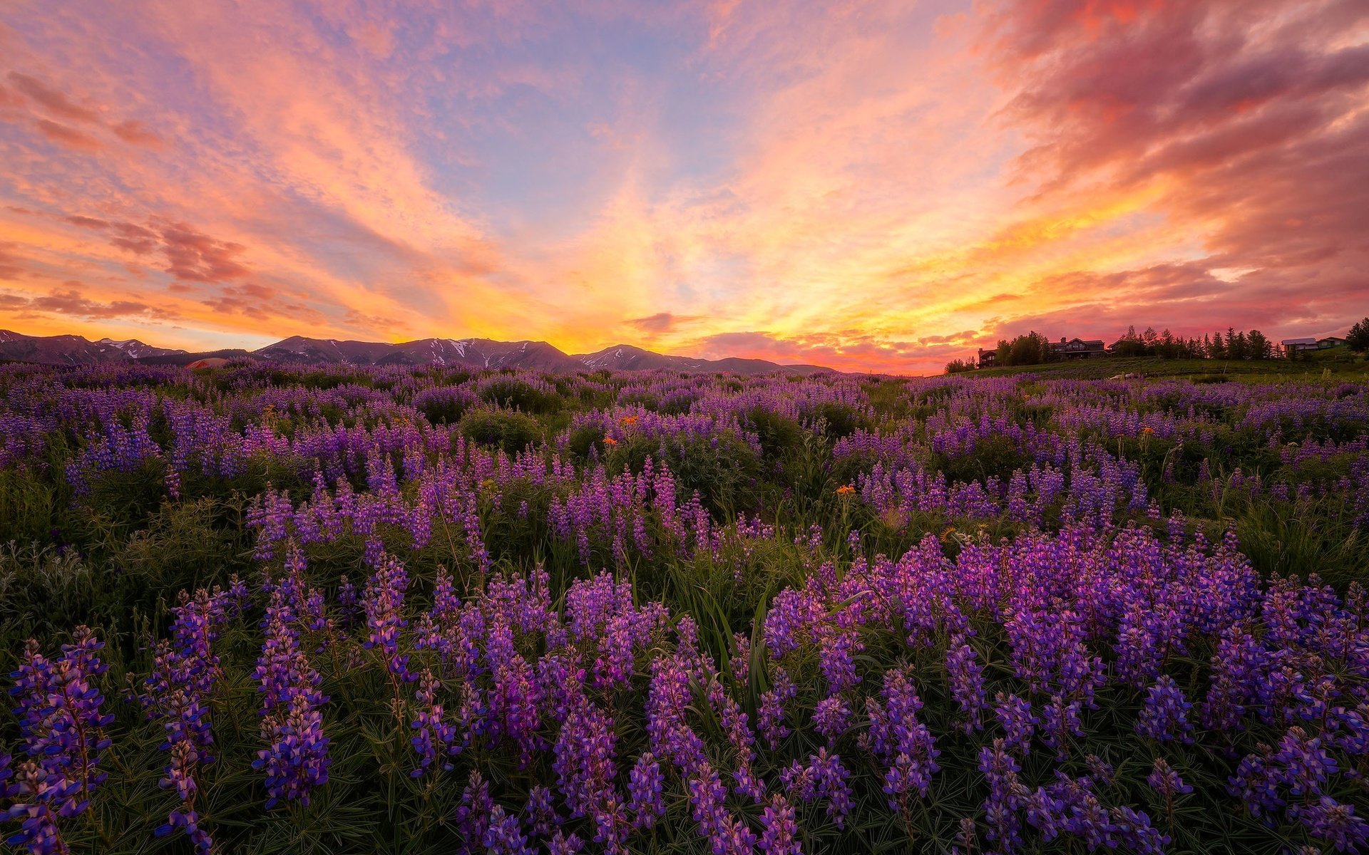 Обои цветы, луг, люпины, flowers, meadow, lupins разрешение 2048x1383 Загрузить