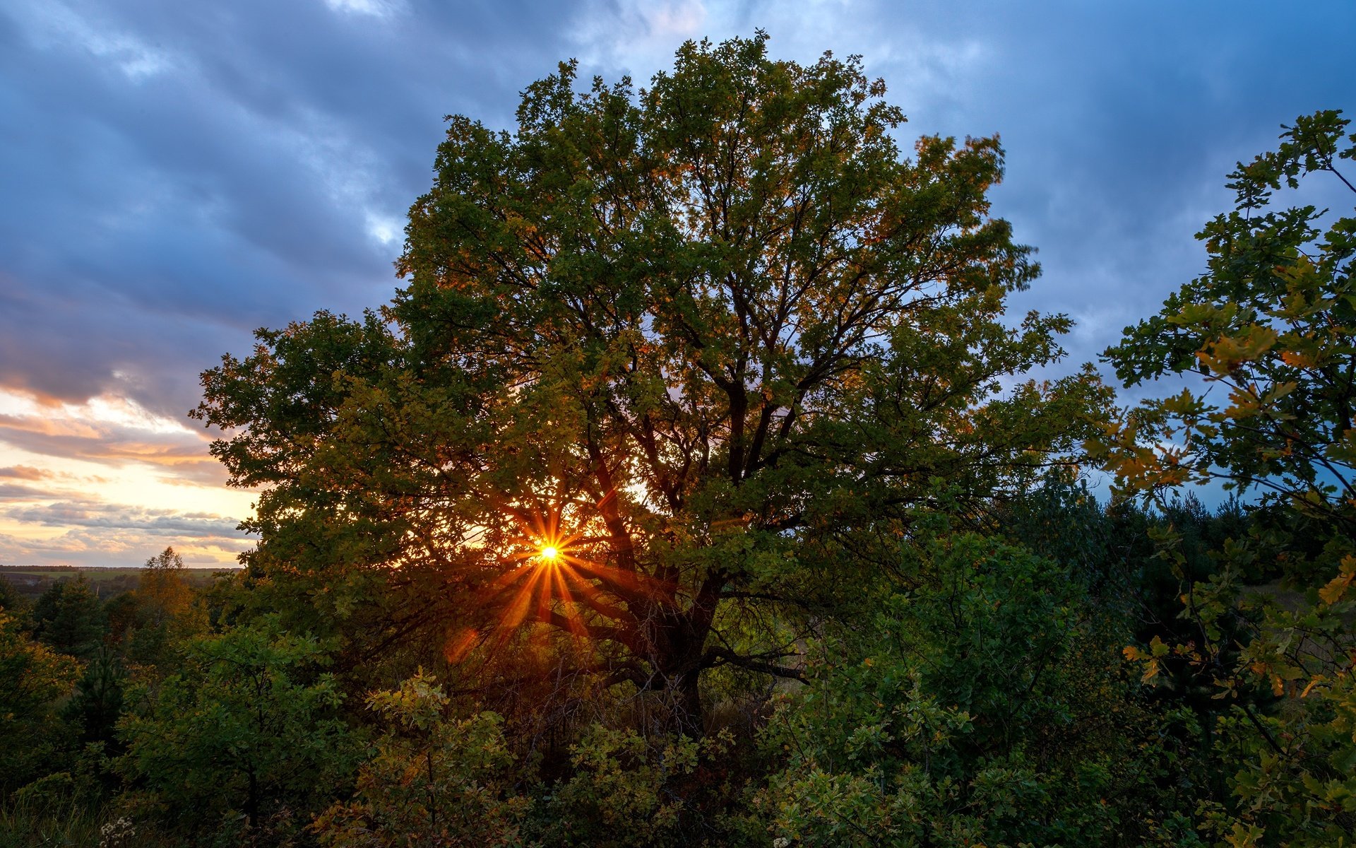 Обои деревья, солнце, природа, закат, лучи, осень, растительность, trees, the sun, nature, sunset, rays, autumn, vegetation разрешение 1920x1280 Загрузить