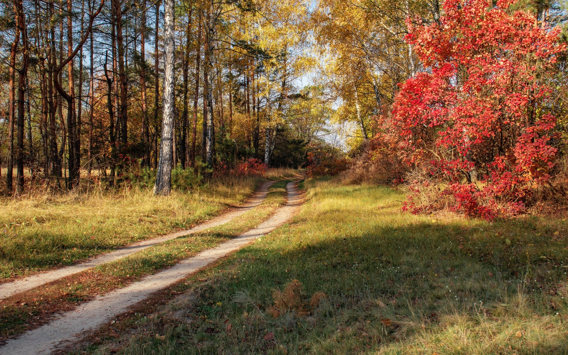 Обои лес, дорожка, осень, forest, track, autumn разрешение 6000x4000 Загрузить