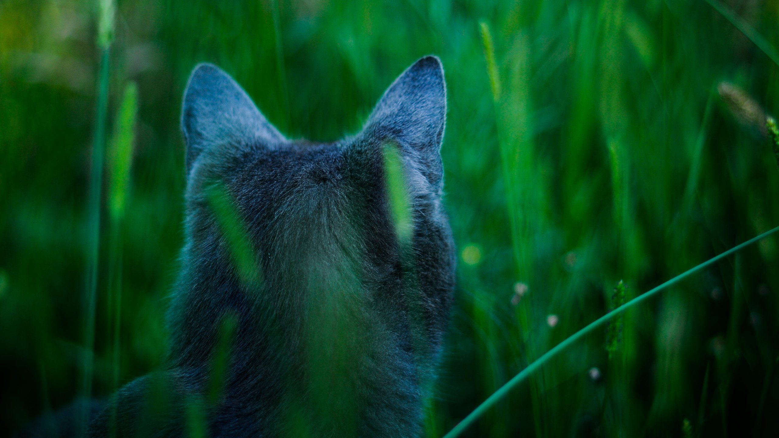 Обои кот, голубой, аватар, внимание, охотится, james cameron's cat, cat, blue, avatar, attention, hunts разрешение 3216x2136 Загрузить
