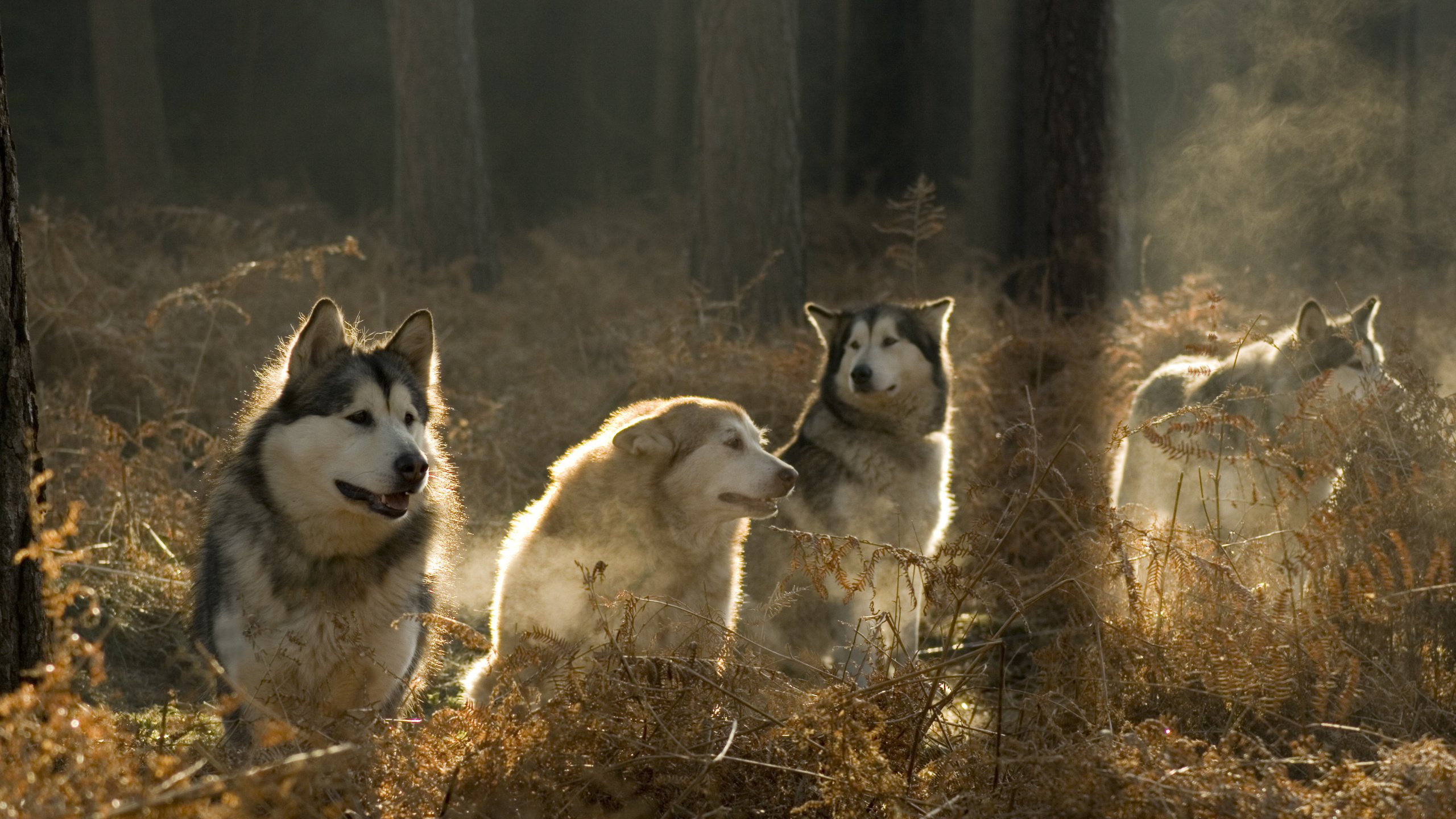 Обои солнце, лес, хаски, собаки, аляскинский маламут, the sun, forest, husky, dogs, alaskan malamute разрешение 3888x2592 Загрузить