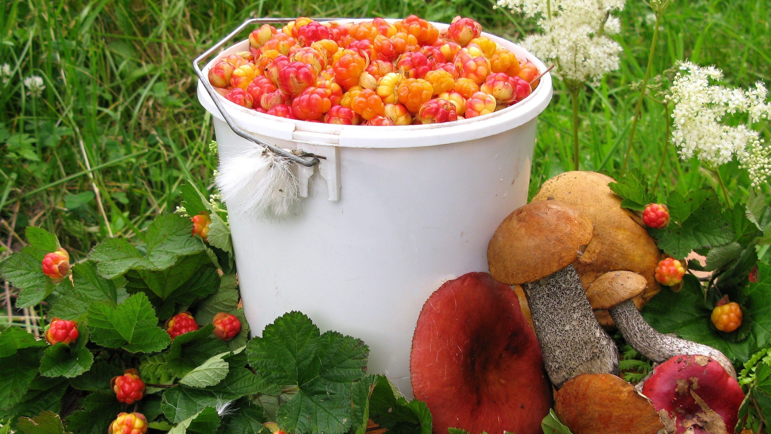 Обои лето, грибы, ягоды, урожай, морошка, подосиновик, сыроежки, summer, mushrooms, berries, harvest, cloudberry, boletus, russula разрешение 2560x1600 Загрузить