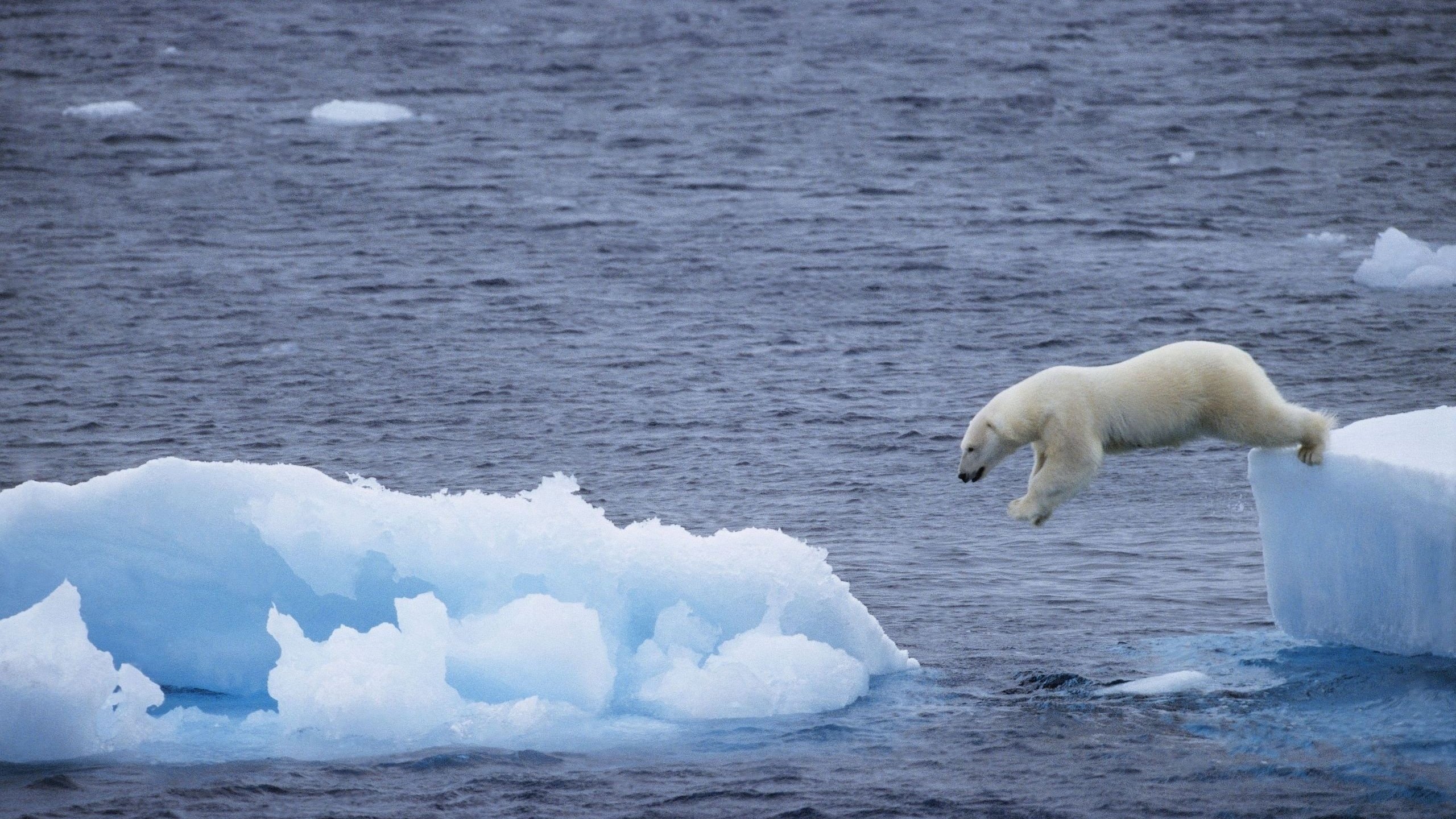 Обои море, медведь, белый, прыжок, льдина, арктика, полярный, sea, bear, white, jump, floe, arctic, polar разрешение 2560x1745 Загрузить
