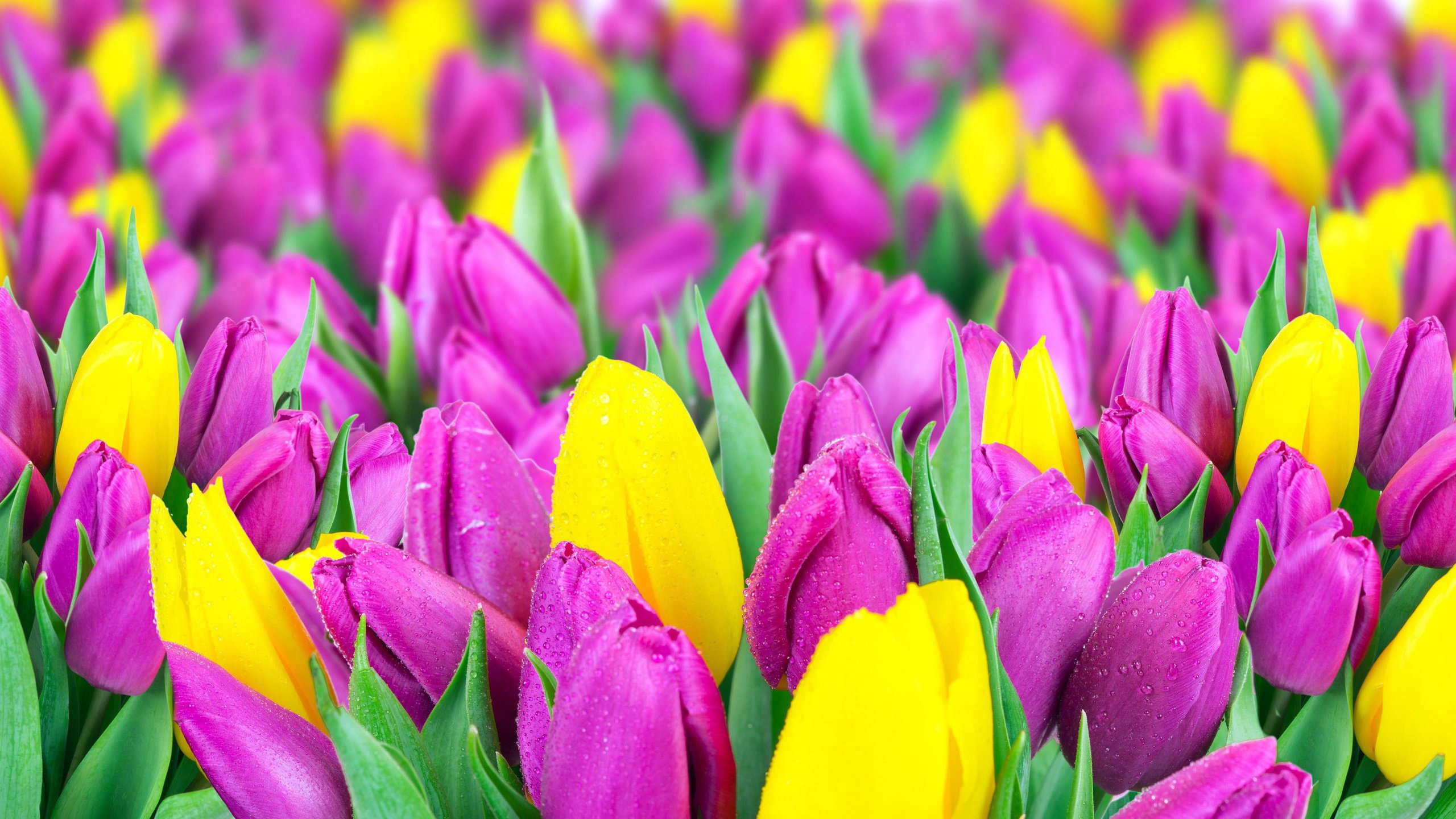 Обои цветы, весна, тюльпаны, желтые, сиреневые, flowers, spring, tulips, yellow, lilac разрешение 4350x2060 Загрузить