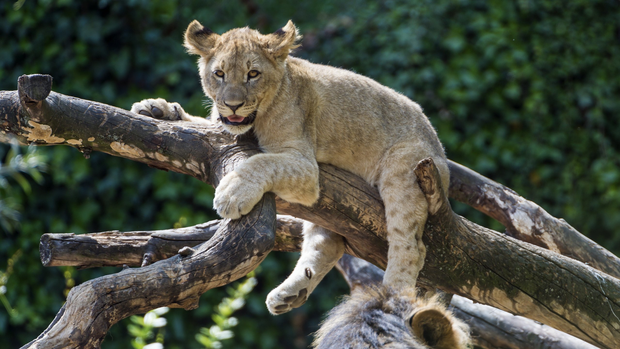 Обои дерево, лев, львёнок, tree, leo, lion разрешение 4258x2834 Загрузить