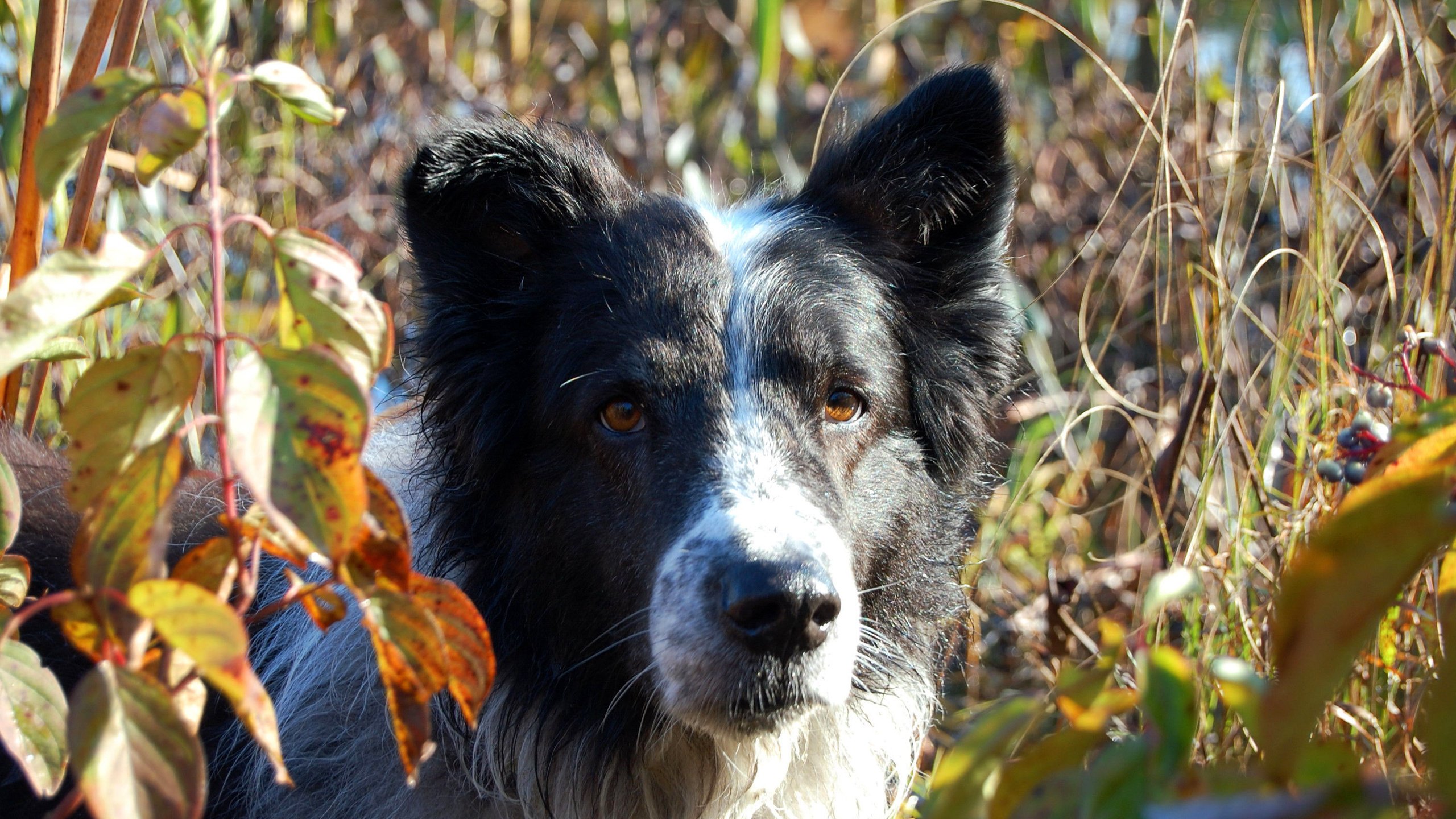 Обои листья, мордочка, взгляд, собака, бордер-колли, leaves, muzzle, look, dog, the border collie разрешение 3008x2000 Загрузить