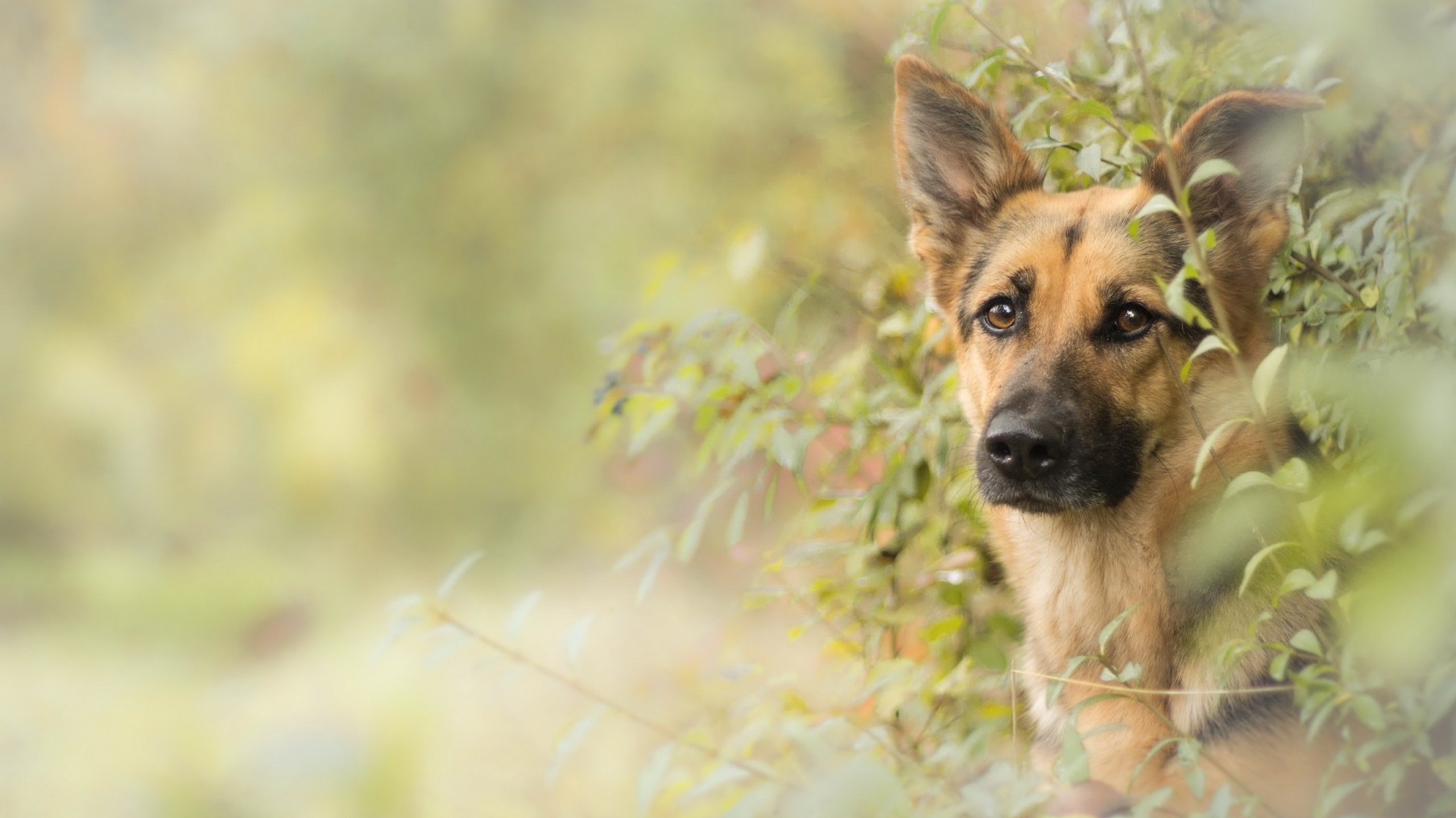 Обои взгляд, собака, друг, немецкая овчарка, овчарка, look, dog, each, german shepherd, shepherd разрешение 2560x1556 Загрузить