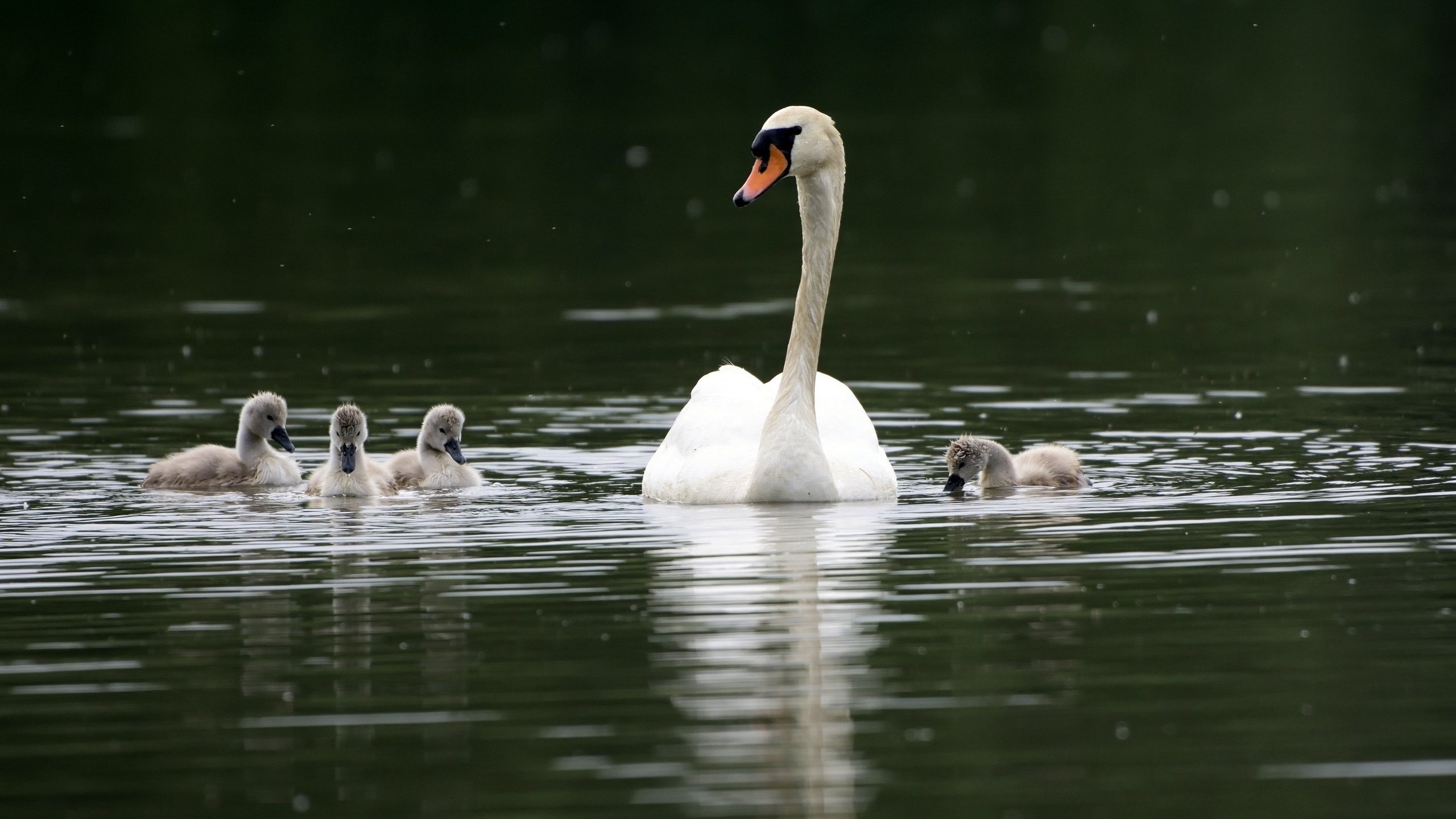 Обои водоем, птицы, семья, лебеди, лебедь, лебедята, pond, birds, family, swans, swan, the lebeda разрешение 2565x1710 Загрузить