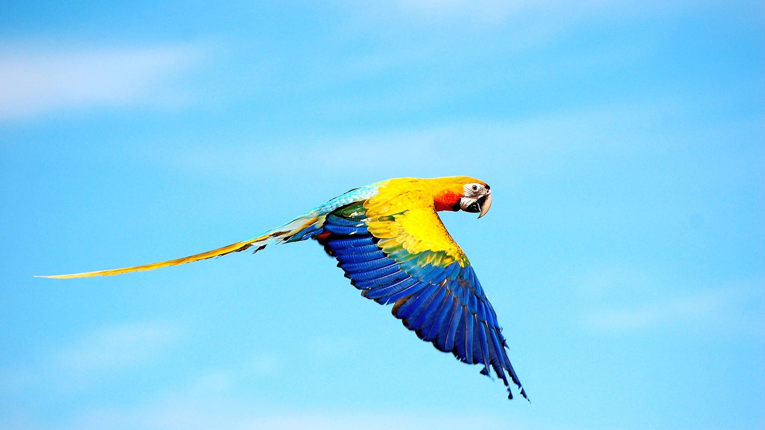 Обои небо, цвета, полет, крылья, птица, попугай, ара, the sky, color, flight, wings, bird, parrot, ara разрешение 3008x2000 Загрузить