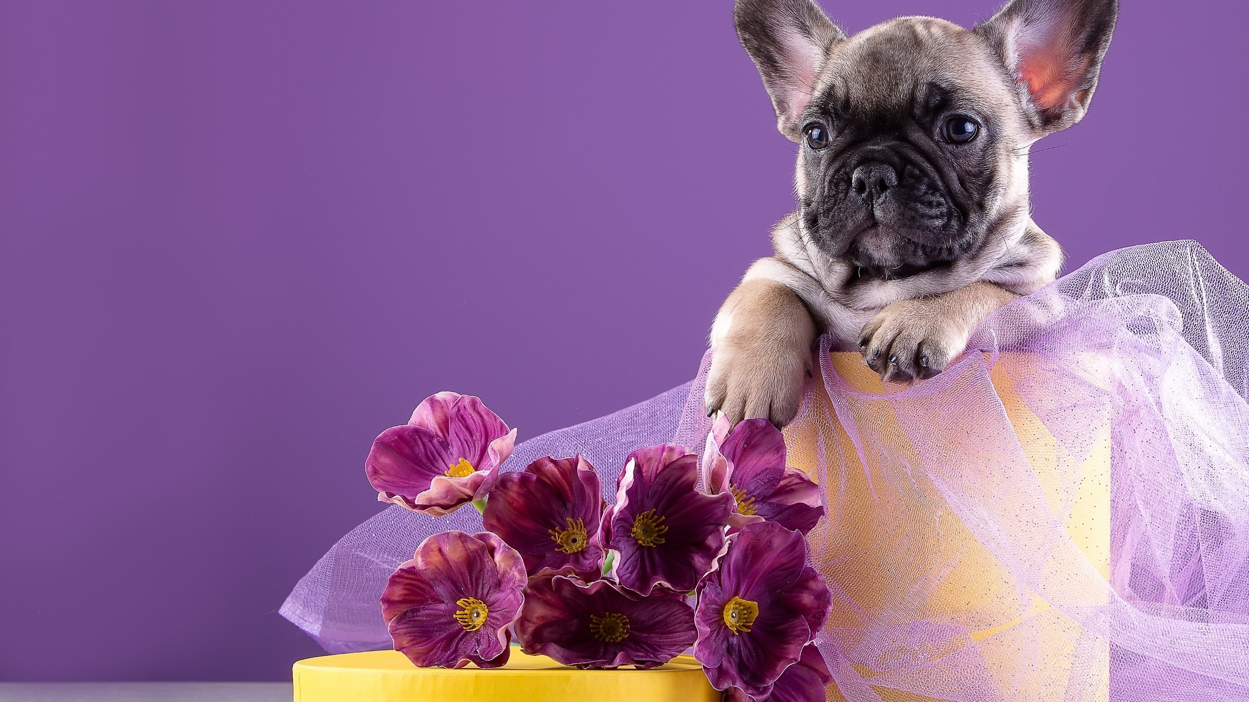 Обои цветы, щенок, французский бульдог, flowers, puppy, french bulldog разрешение 3000x2066 Загрузить