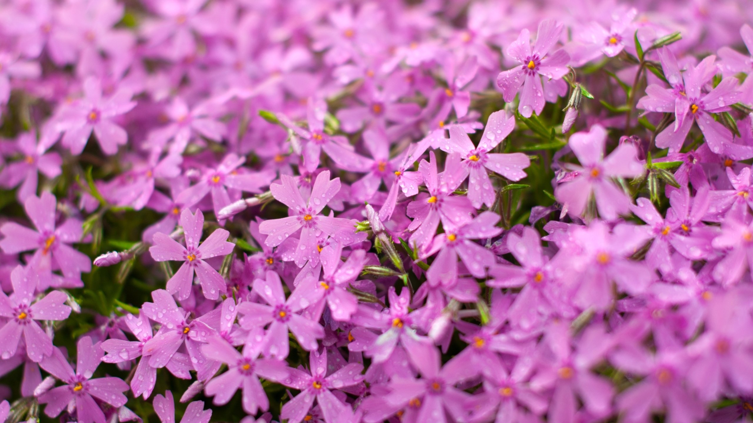 Обои цветы, макро, розовые, флоксы, flowers, macro, pink, phlox разрешение 3000x1993 Загрузить