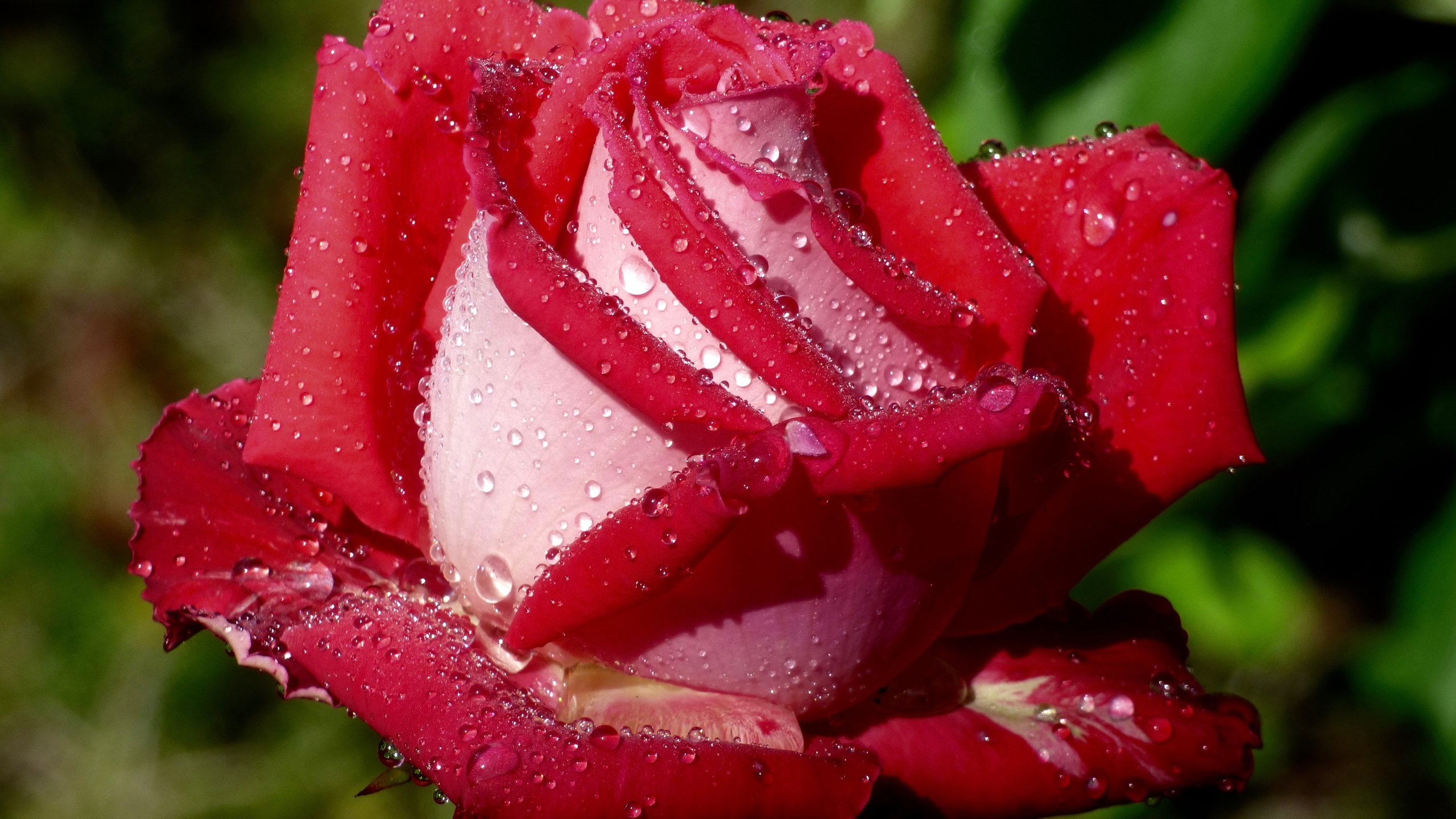 Обои макро, капли, роза, бутон, macro, drops, rose, bud разрешение 4608x3456 Загрузить