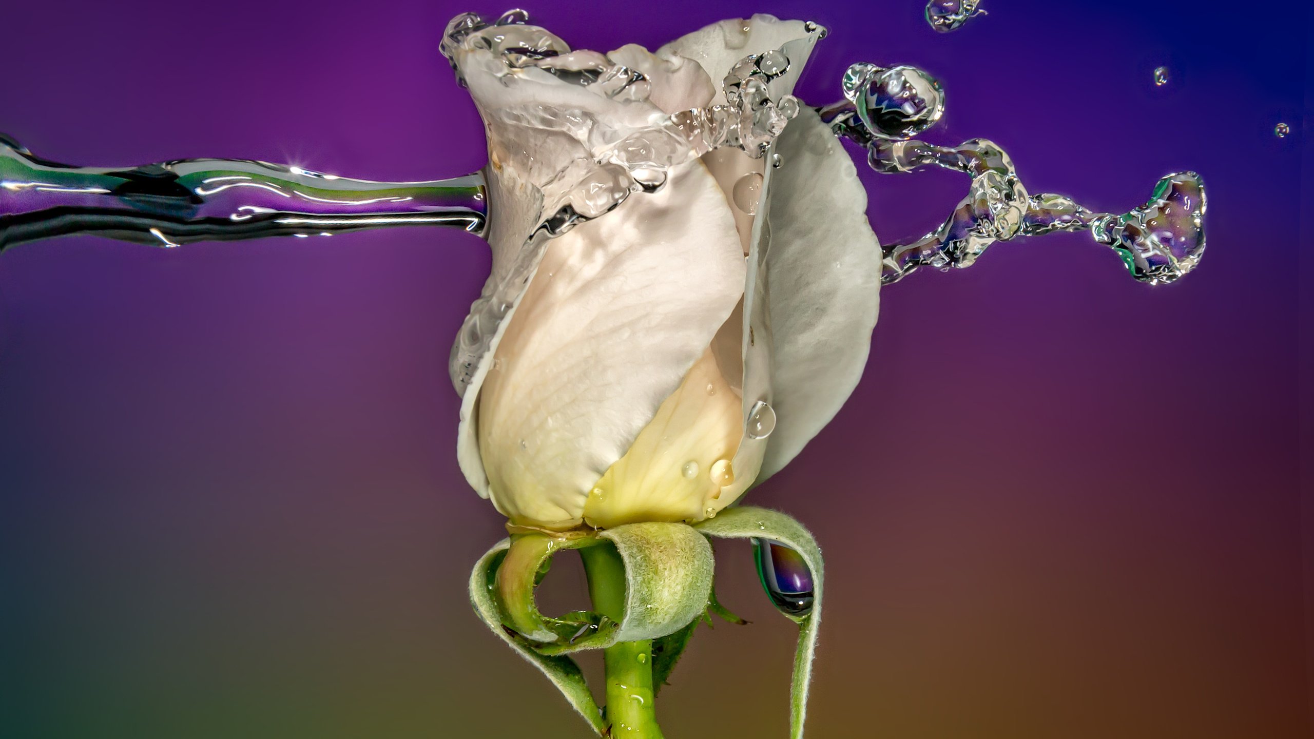 Обои вода, sophiaspurgin, фон, цветок, капли, роза, бутон, всплеск, белая, water, background, flower, drops, rose, bud, splash, white разрешение 3813x2542 Загрузить