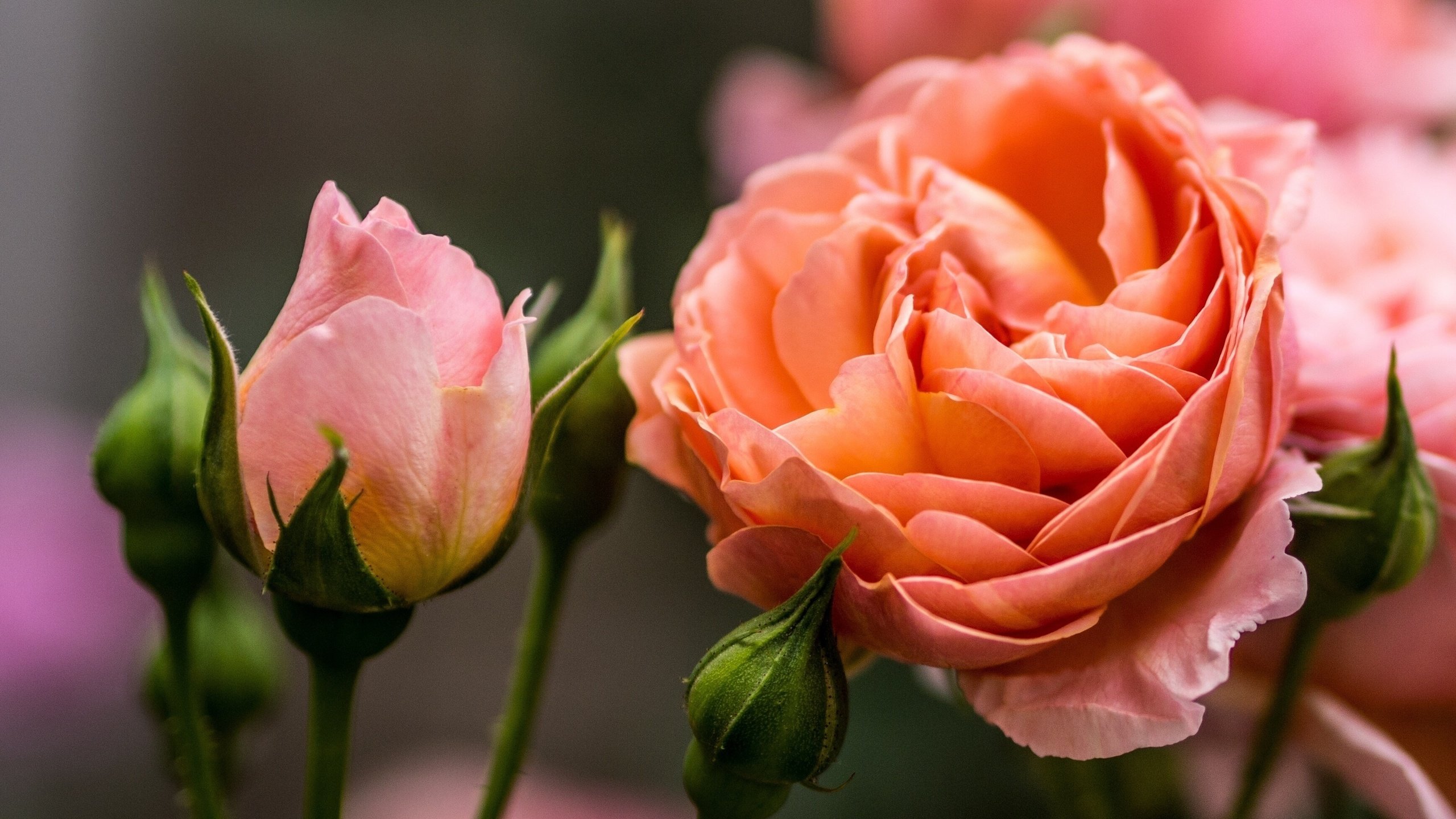 Обои цветы, бутоны, макро, розы, flowers, buds, macro, roses разрешение 3475x2173 Загрузить