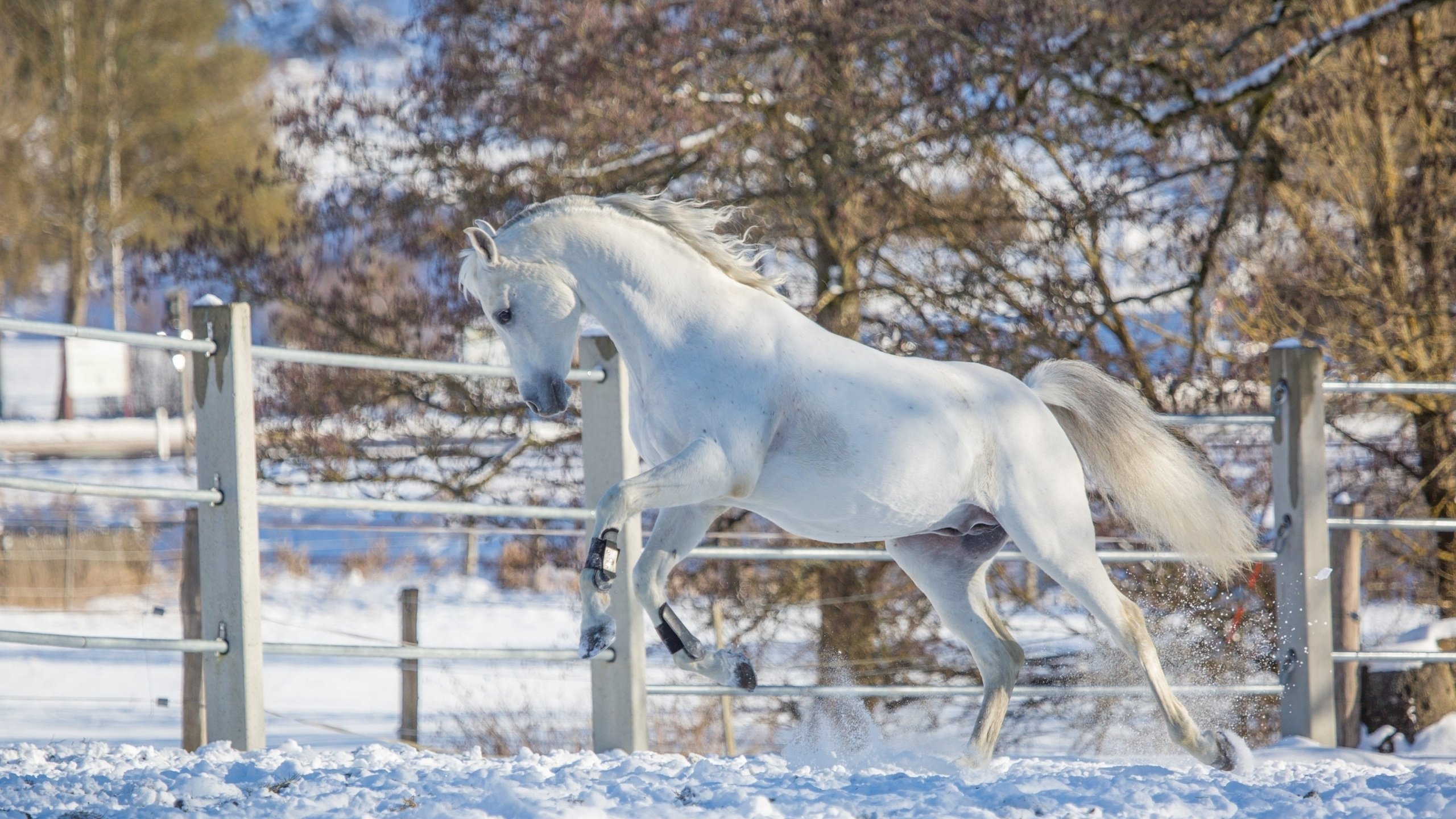 Обои лошадь, снег, зима, белый, конь, загон, грация, (с) oliverseitz, horse, snow, winter, white, corral, grace, (c) oliverseitz разрешение 2880x1800 Загрузить