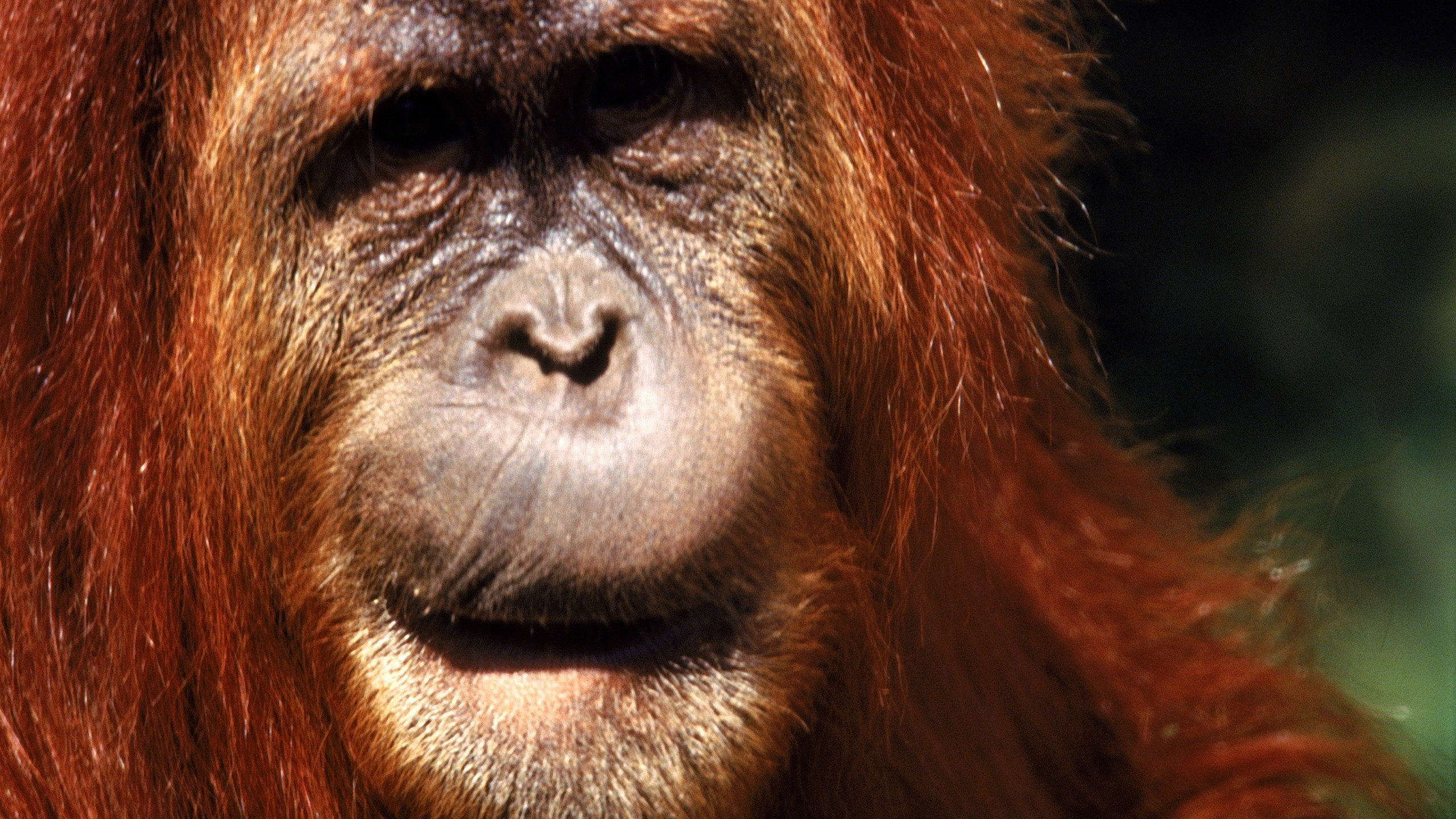 Обои мордочка, взгляд, обезьяна, примат, орангутанг, макака, орангутан, muzzle, look, monkey, the primacy of, orangutan разрешение 2560x1600 Загрузить