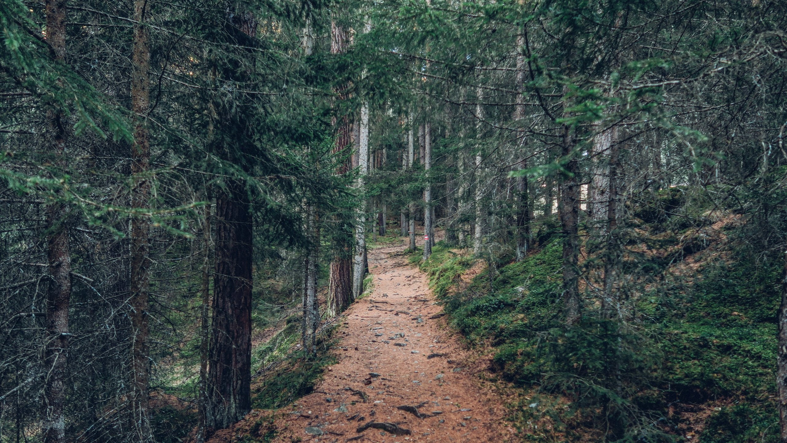 Обои деревья, природа, лес, пейзаж, дорожка, стволы, тропинка, trees, nature, forest, landscape, track, trunks, path разрешение 5472x3078 Загрузить