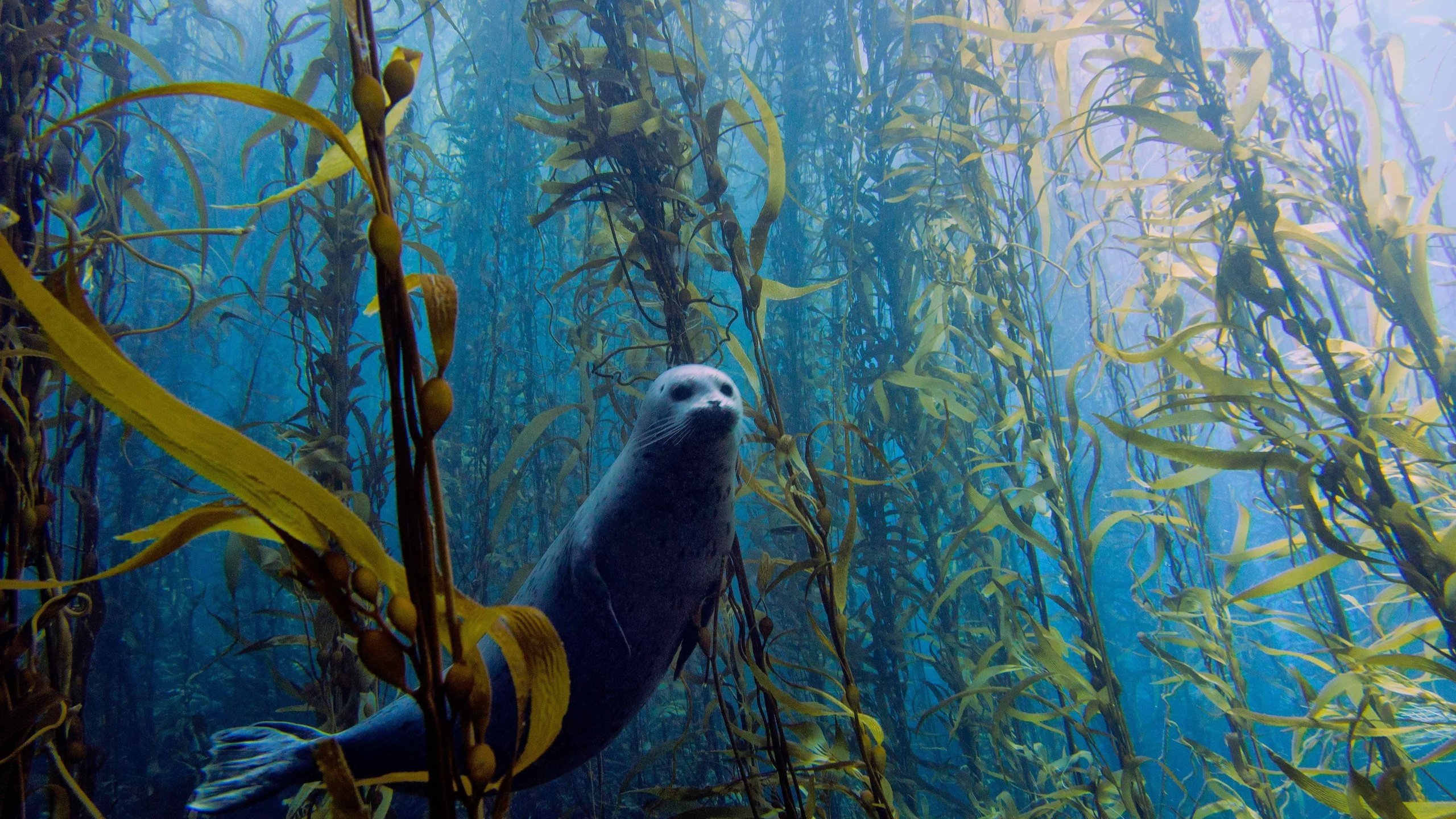 Обои водоросли, тюлень, подводный мир, algae, seal, underwater world разрешение 4608x3456 Загрузить