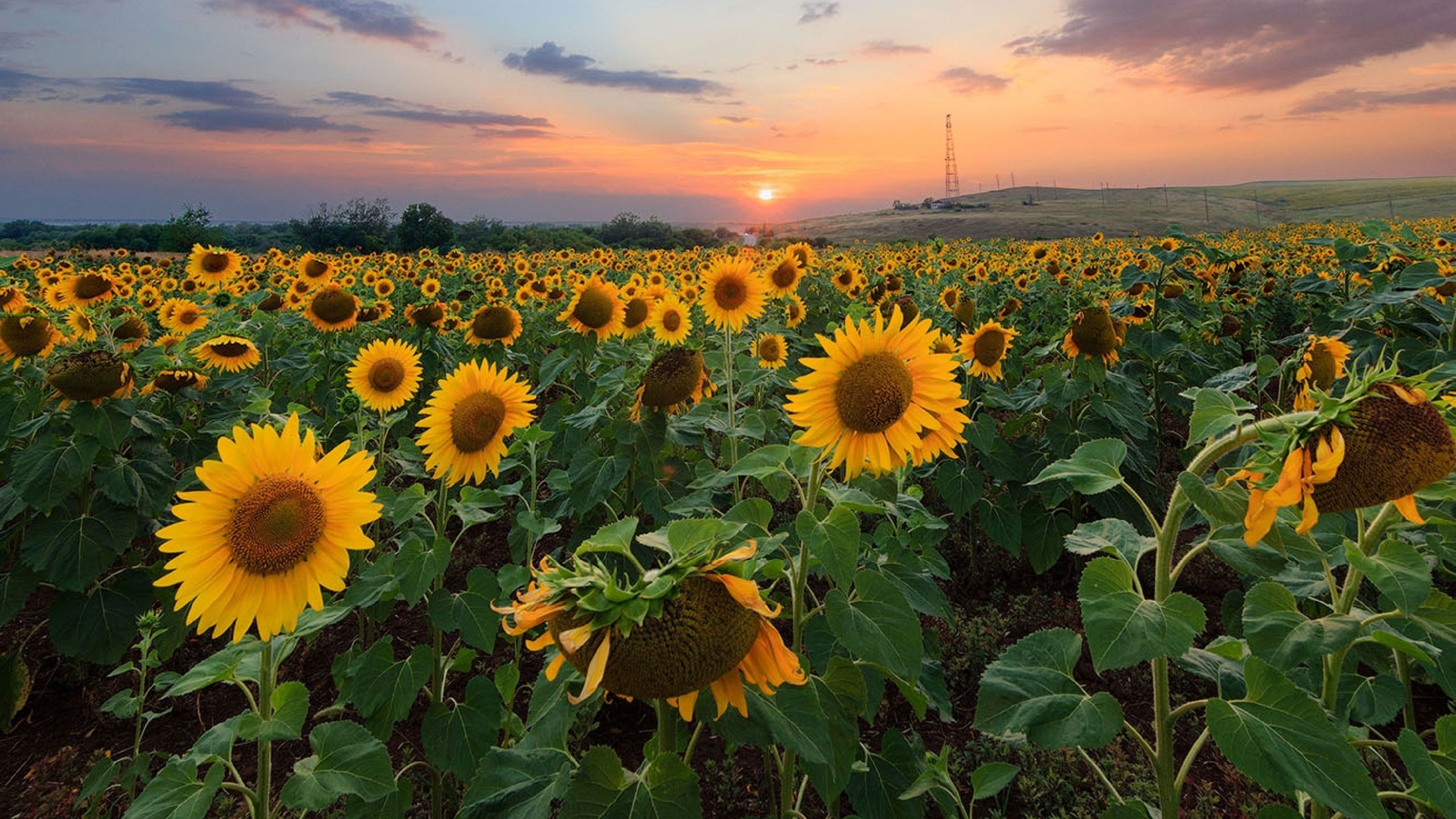 Обои природа, закат, поле, подсолнухи,  цветы, nature, sunset, field, sunflowers, flowers разрешение 2560x1628 Загрузить