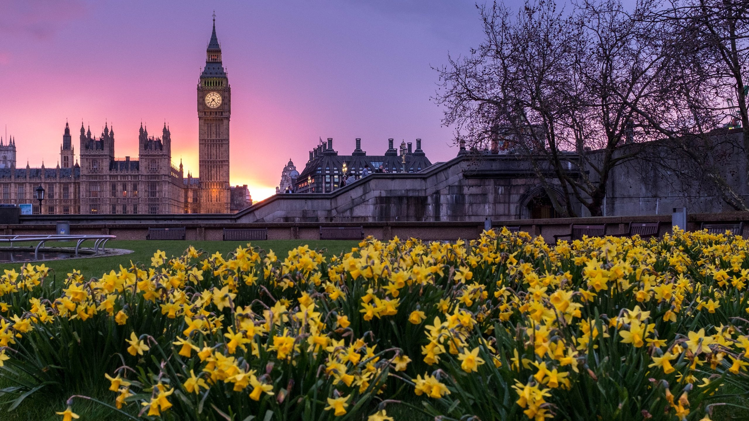 Обои цветы, закат, лондон, здания, биг-бен, парламент, flowers, sunset, london, building, big ben, parliament разрешение 4263x2842 Загрузить