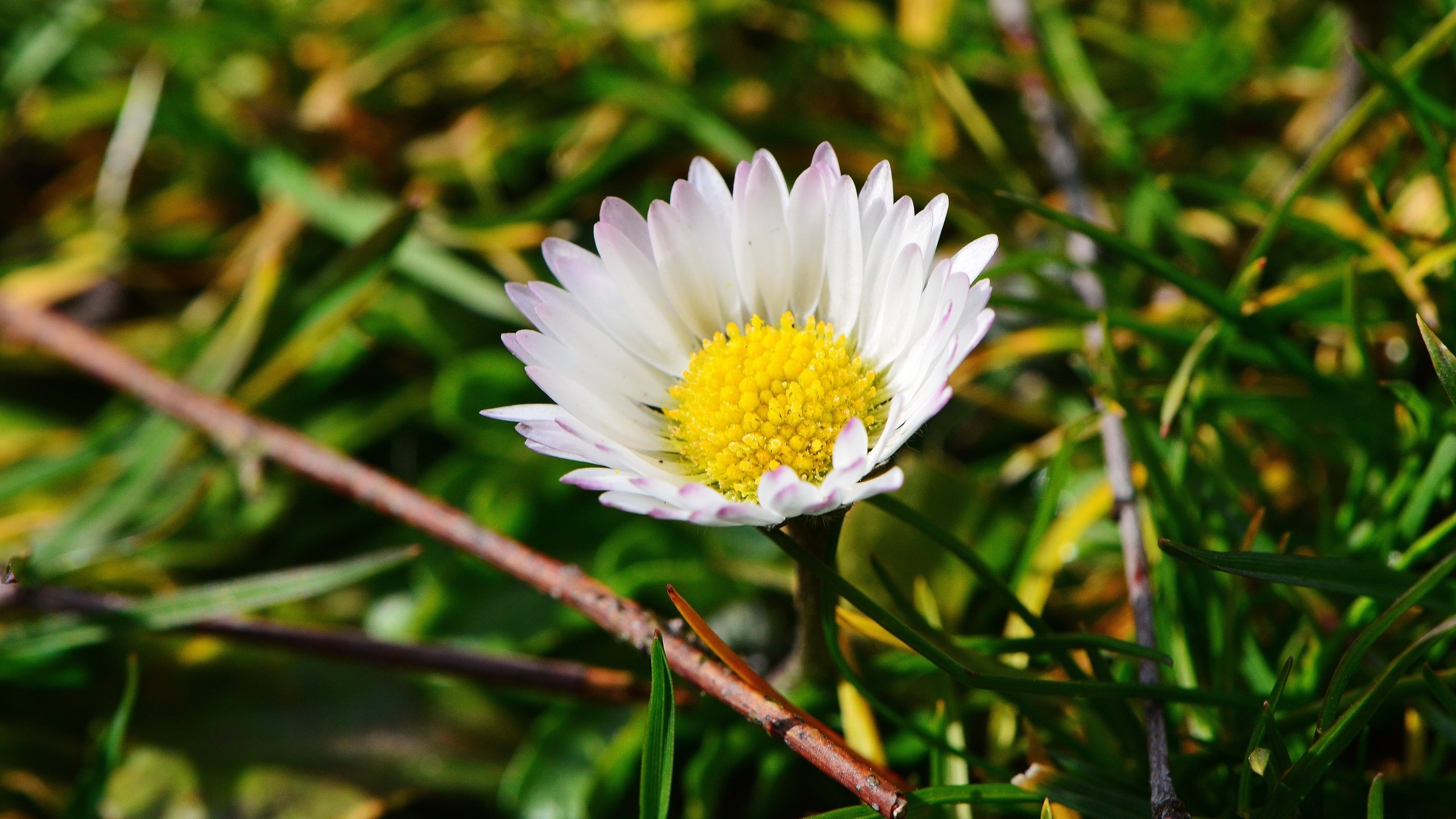 Обои трава, макро, цветок, лепестки, ромашка, луг, grass, macro, flower, petals, daisy, meadow разрешение 6016x4000 Загрузить