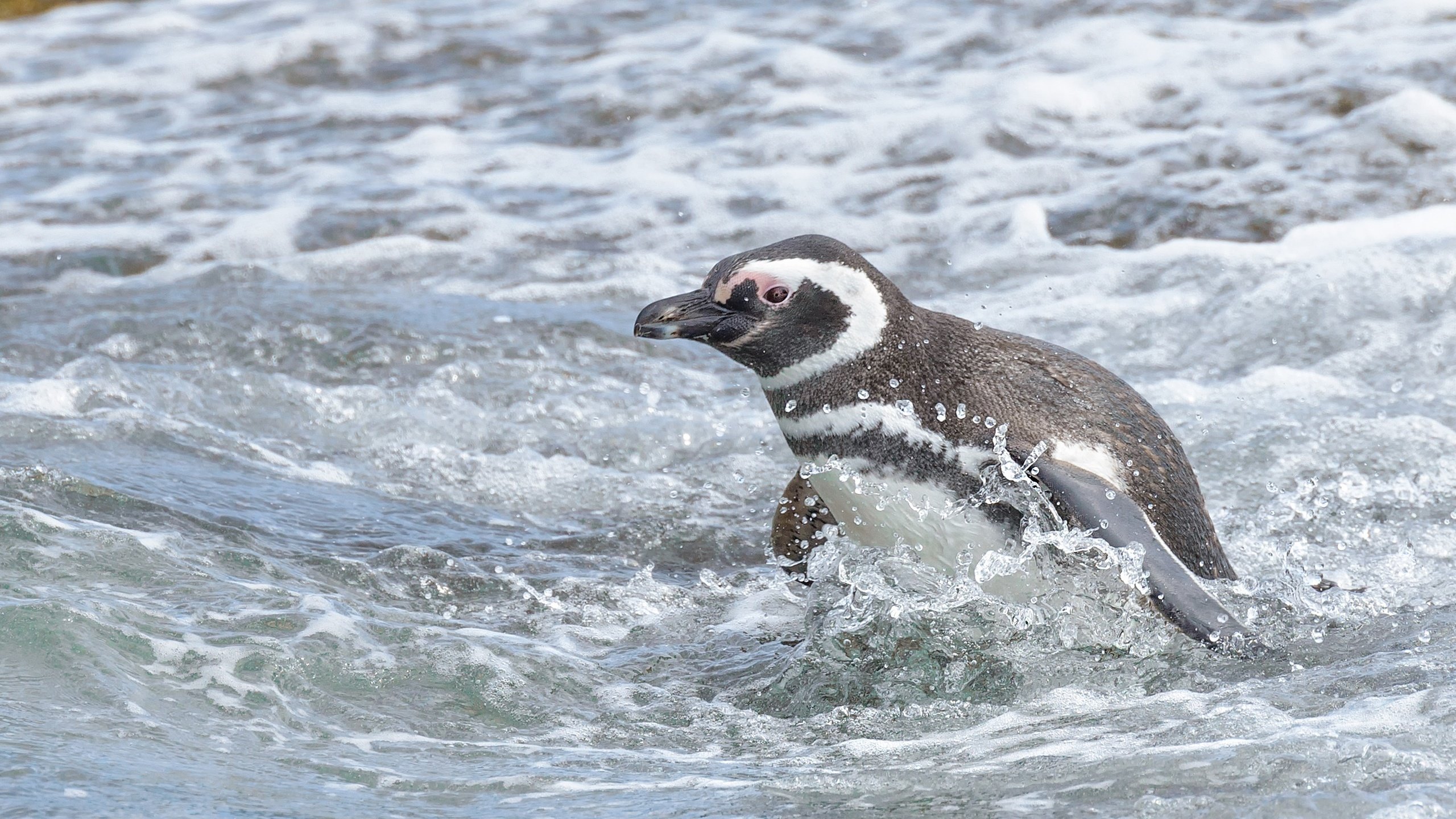 Обои вода, море, птица, пингвин, магелланов пингвин, water, sea, bird, penguin, magellanic penguin разрешение 2591x1730 Загрузить