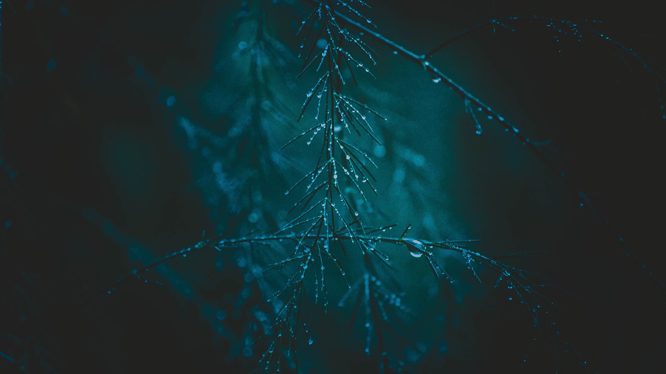 Обои макро, фон, ветки, капли, дождь, растение, macro, background, branches, drops, rain, plant разрешение 4928x3264 Загрузить