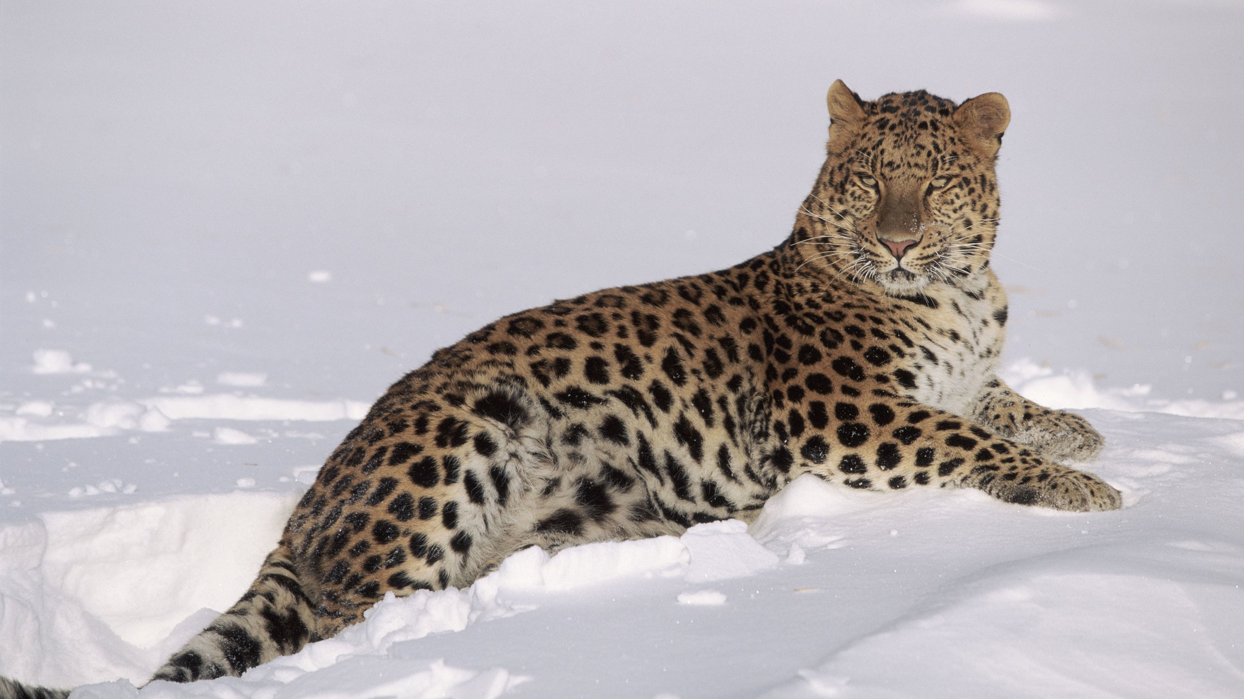 Обои снег, зима, леопард, хищник, большая кошка, lynn m. stone, snow, winter, leopard, predator, big cat разрешение 3840x2400 Загрузить