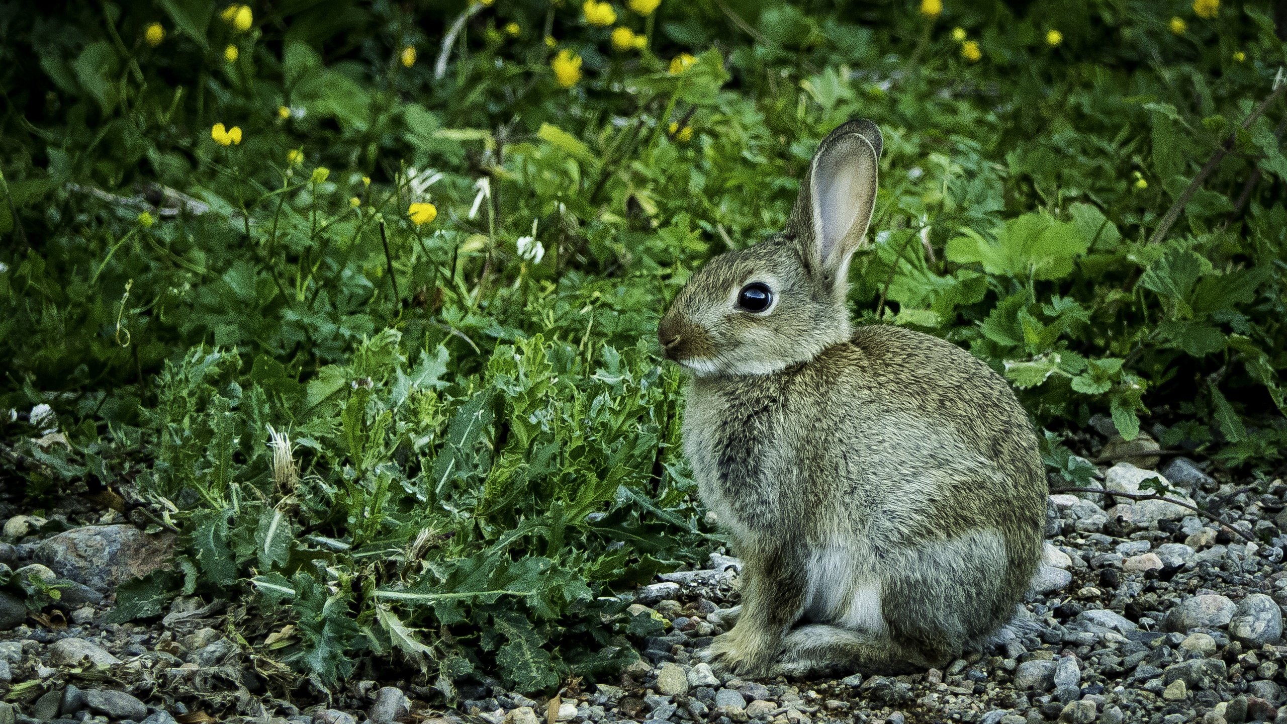 Обои цветы, трава, камни, кролик, животное, заяц, flowers, grass, stones, rabbit, animal, hare разрешение 3313x1873 Загрузить