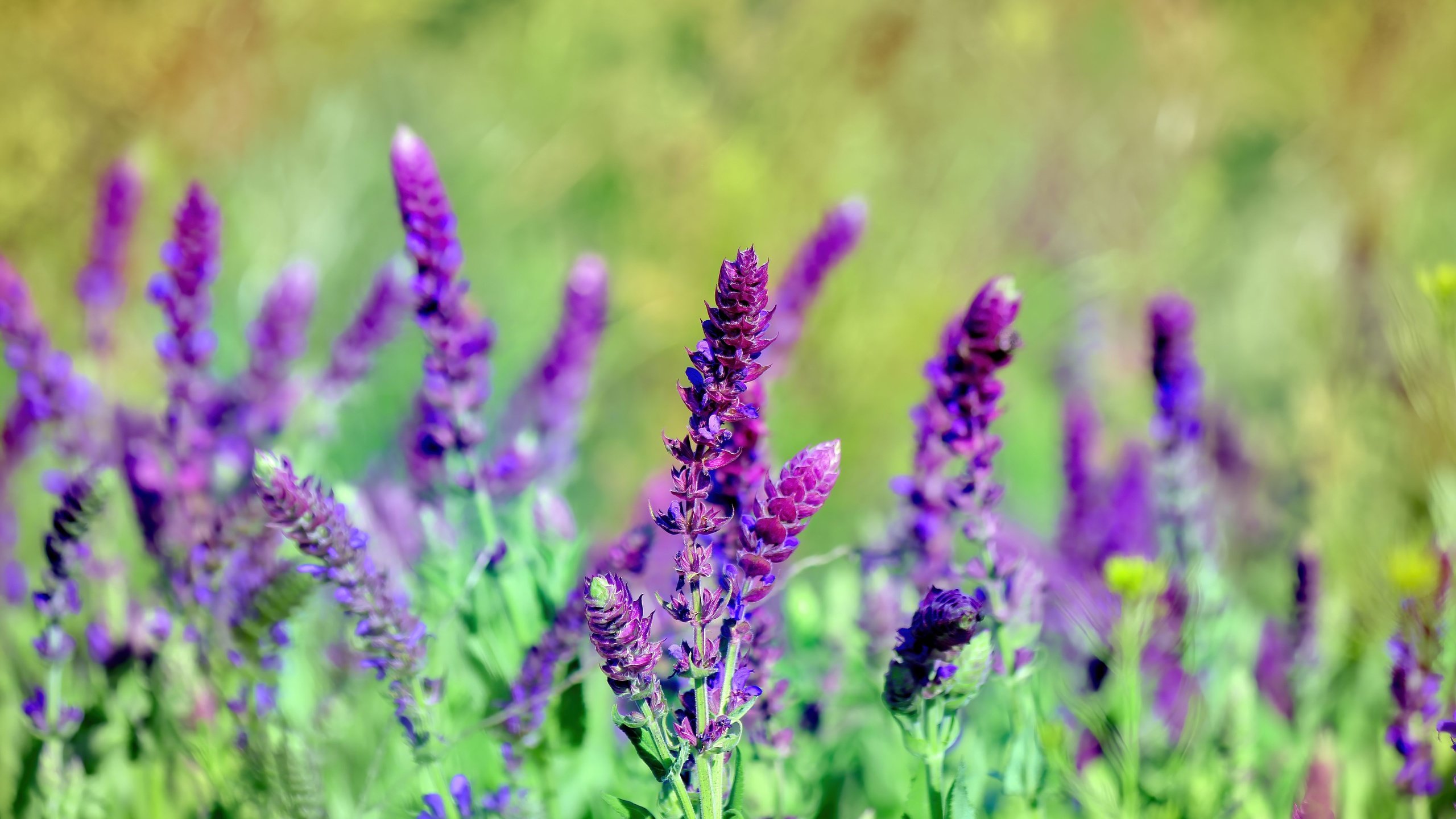 Обои цветы, трава, лето, стебли, шалфей, flowers, grass, summer, stems, sage разрешение 5184x3456 Загрузить