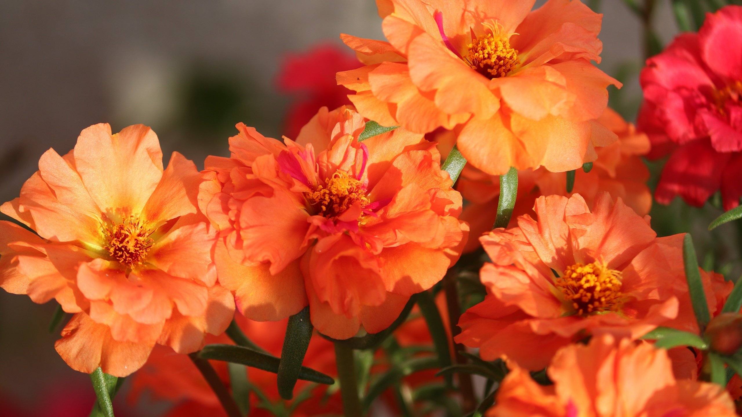 Обои цветы, букет, яркие, оранжевые, боке, flowers, bouquet, bright, orange, bokeh разрешение 6000x4000 Загрузить