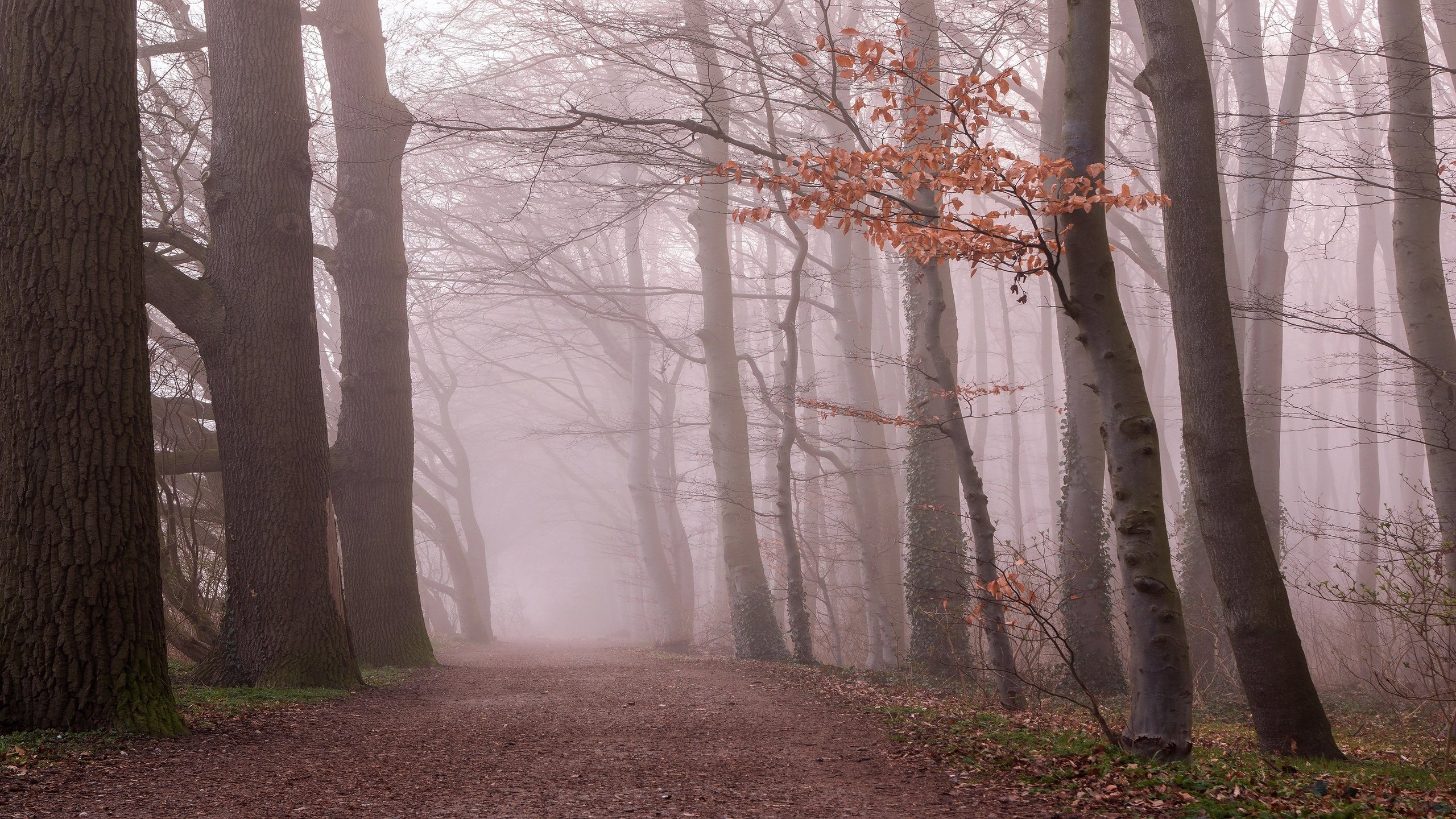 Обои лес, утро, туман, ветки, листва, осень, forest, morning, fog, branches, foliage, autumn разрешение 3840x2160 Загрузить