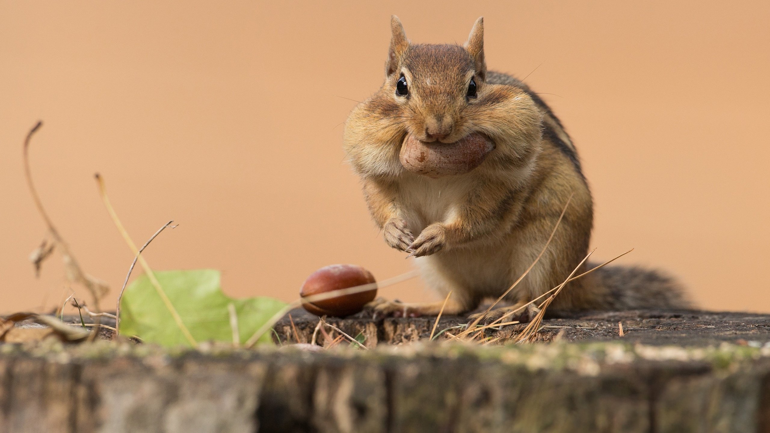 Обои поза, взгляд, сидит, орех, пень, бурундук, трапеза, pose, look, sitting, walnut, stump, chipmunk, meal разрешение 2998x2241 Загрузить