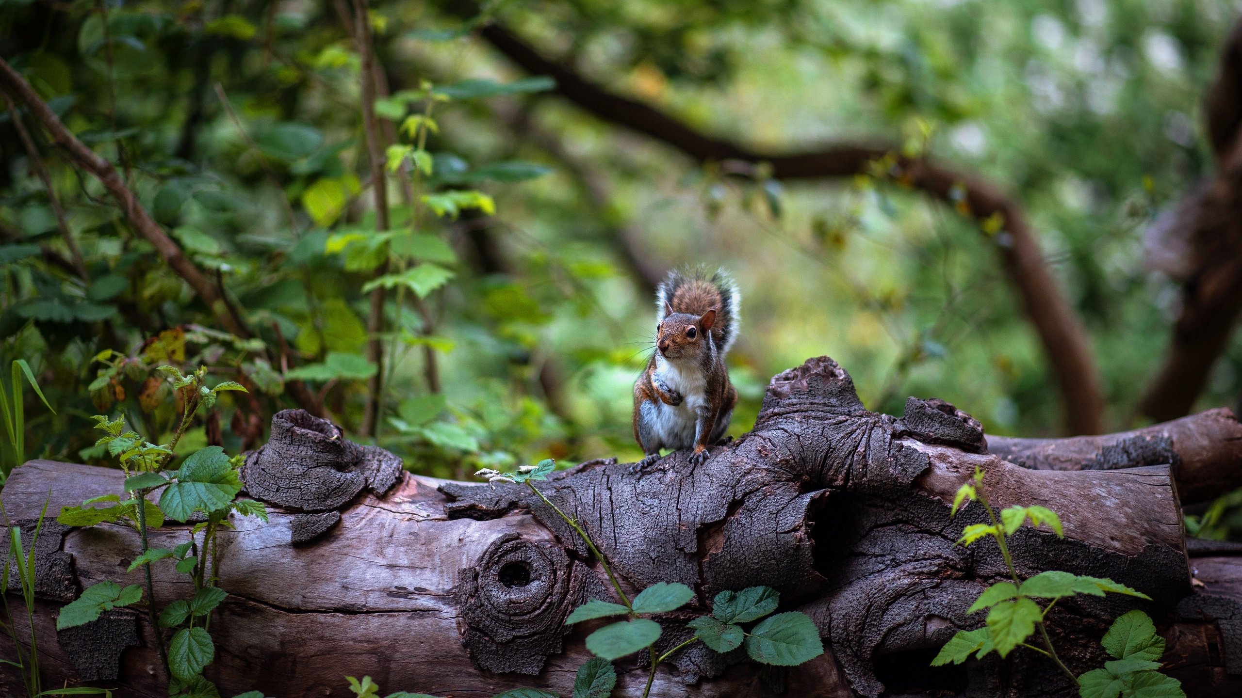 Обои природа, лес, листья, белка, коряга, бревно, боке, nature, forest, leaves, protein, snag, log, bokeh разрешение 4928x3280 Загрузить