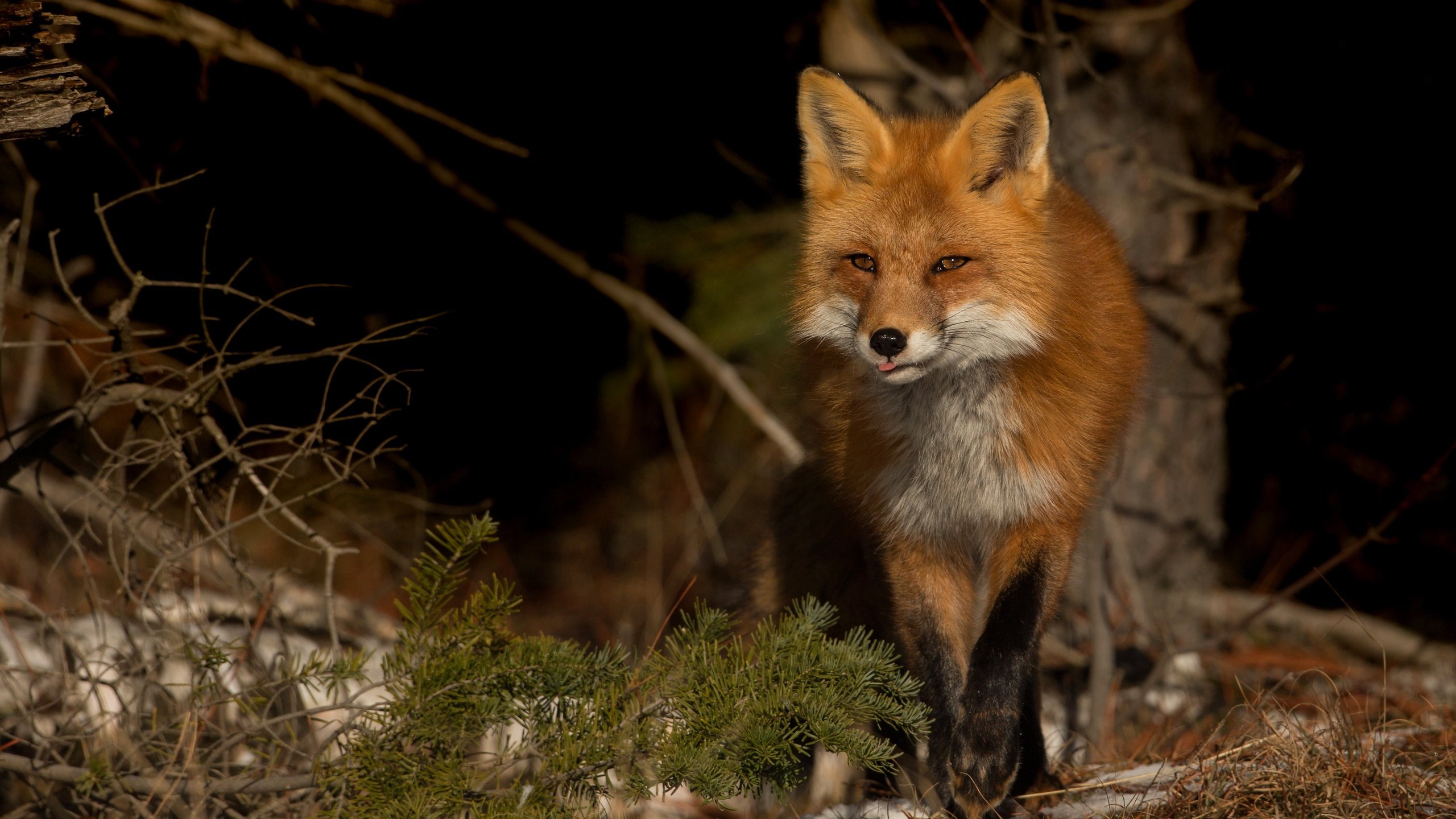 Обои снег, природа, хвоя, зима, ветки, взгляд, лиса, темный фон, snow, nature, needles, winter, branches, look, fox, the dark background разрешение 3883x2621 Загрузить