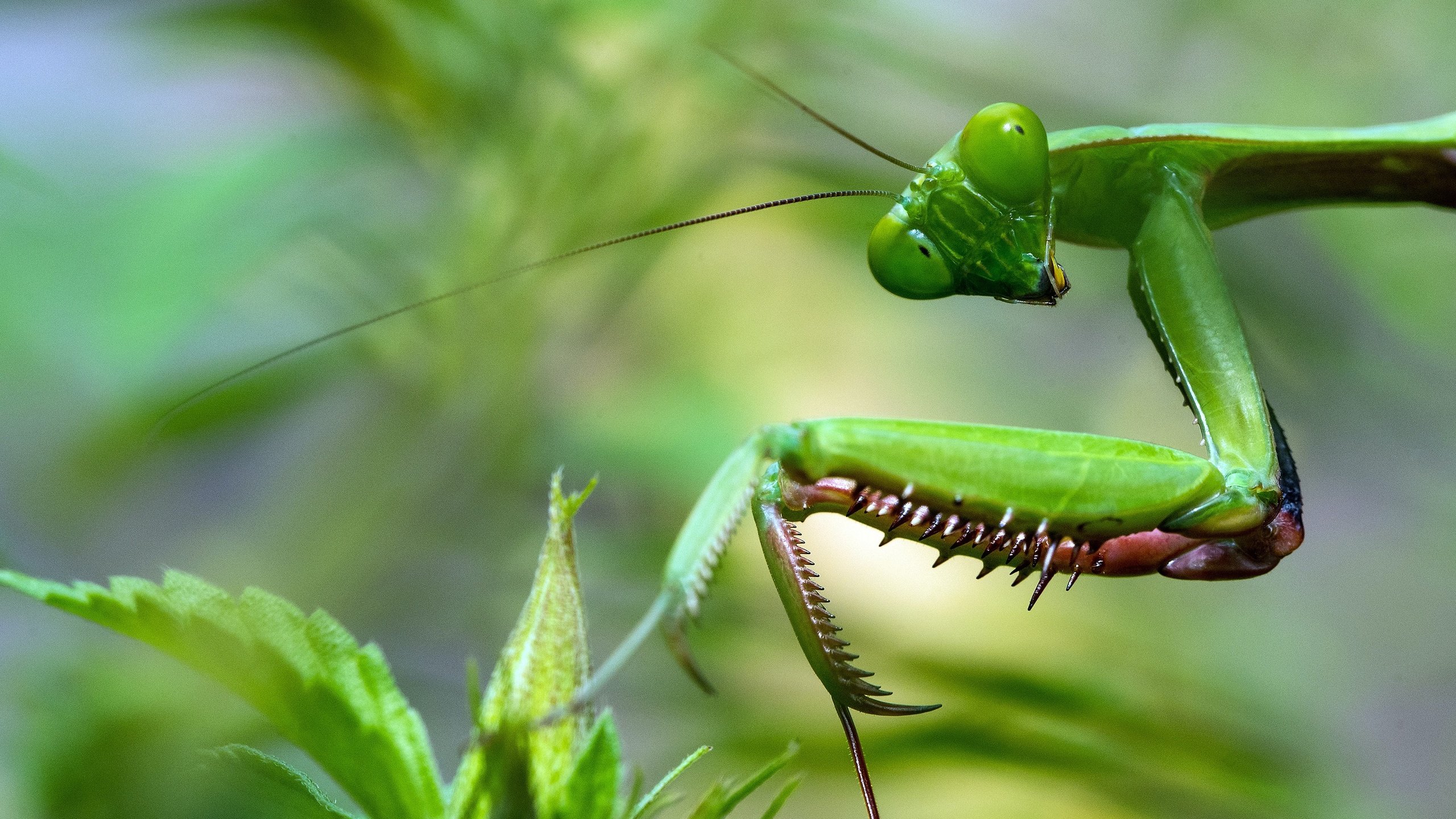 Обои макро, богомол, macro, mantis разрешение 2880x2029 Загрузить