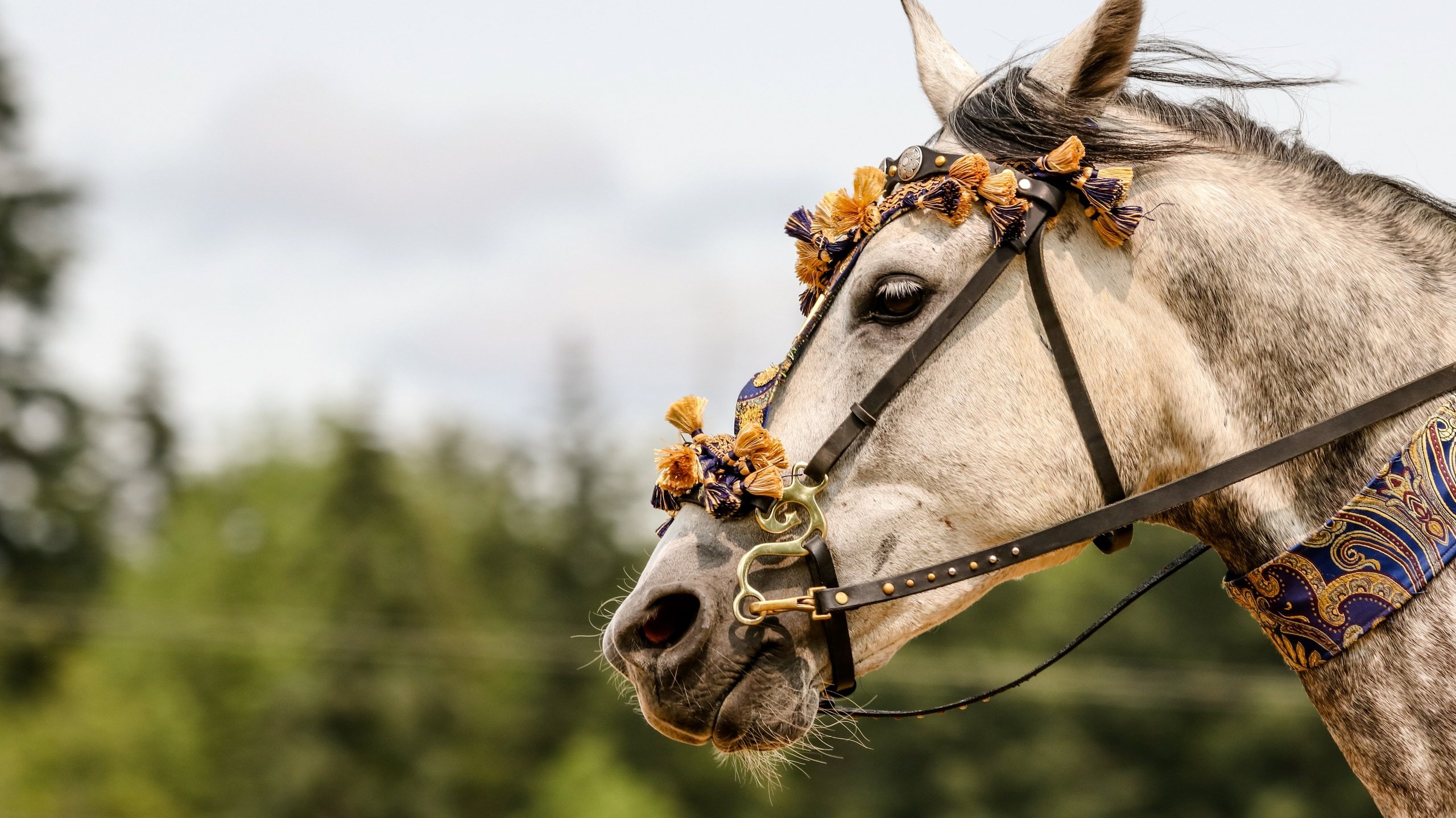 Обои морда, лошадь, портрет, взгляд, конь, украшение, сбруя, face, horse, portrait, look, decoration, harness разрешение 5464x3643 Загрузить