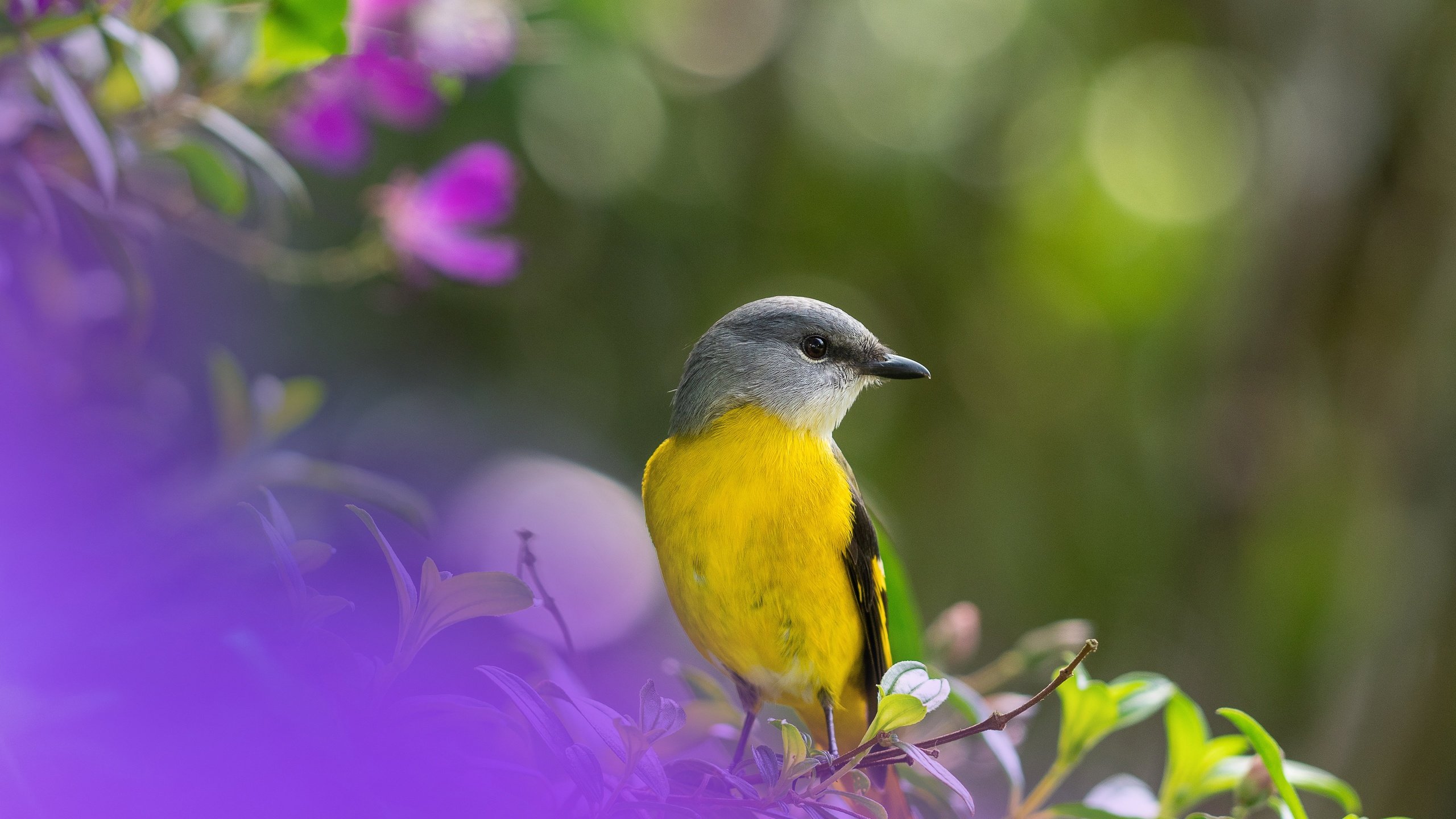 Обои птица, боке, bird, bokeh разрешение 5120x3840 Загрузить