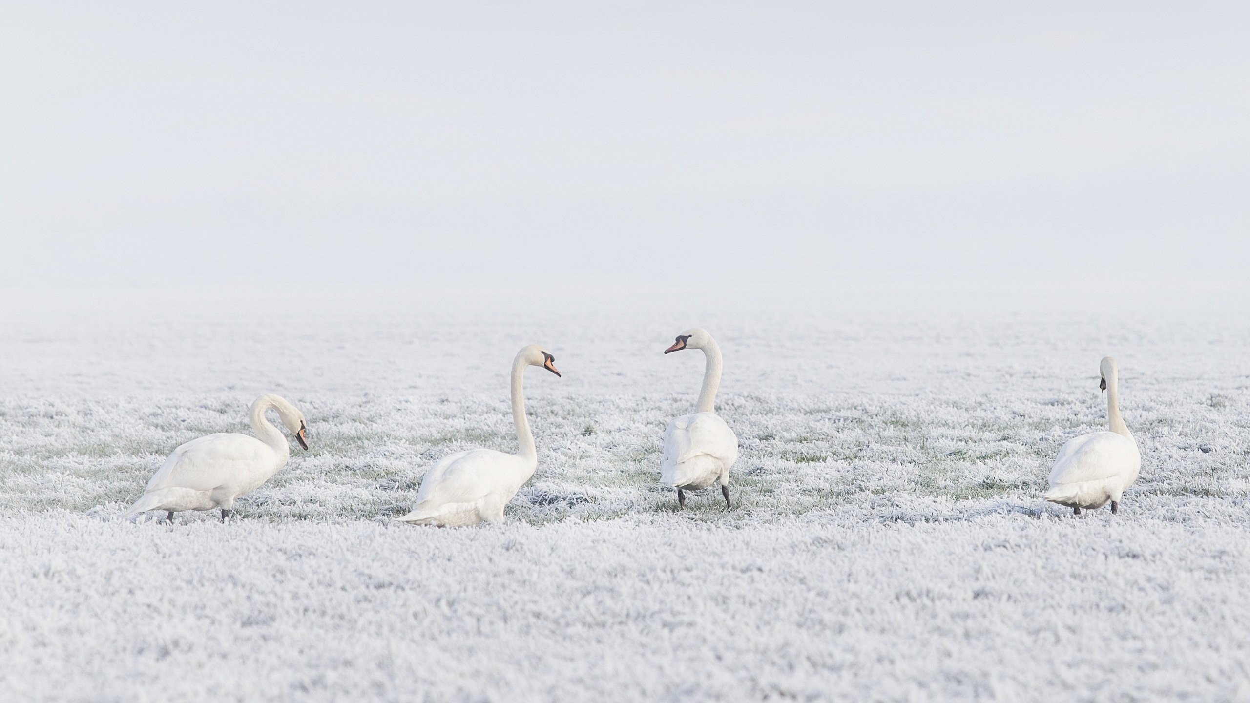 Обои снег, природа, зима, птицы, лебеди, лебедь, snow, nature, winter, birds, swans, swan разрешение 3840x2160 Загрузить