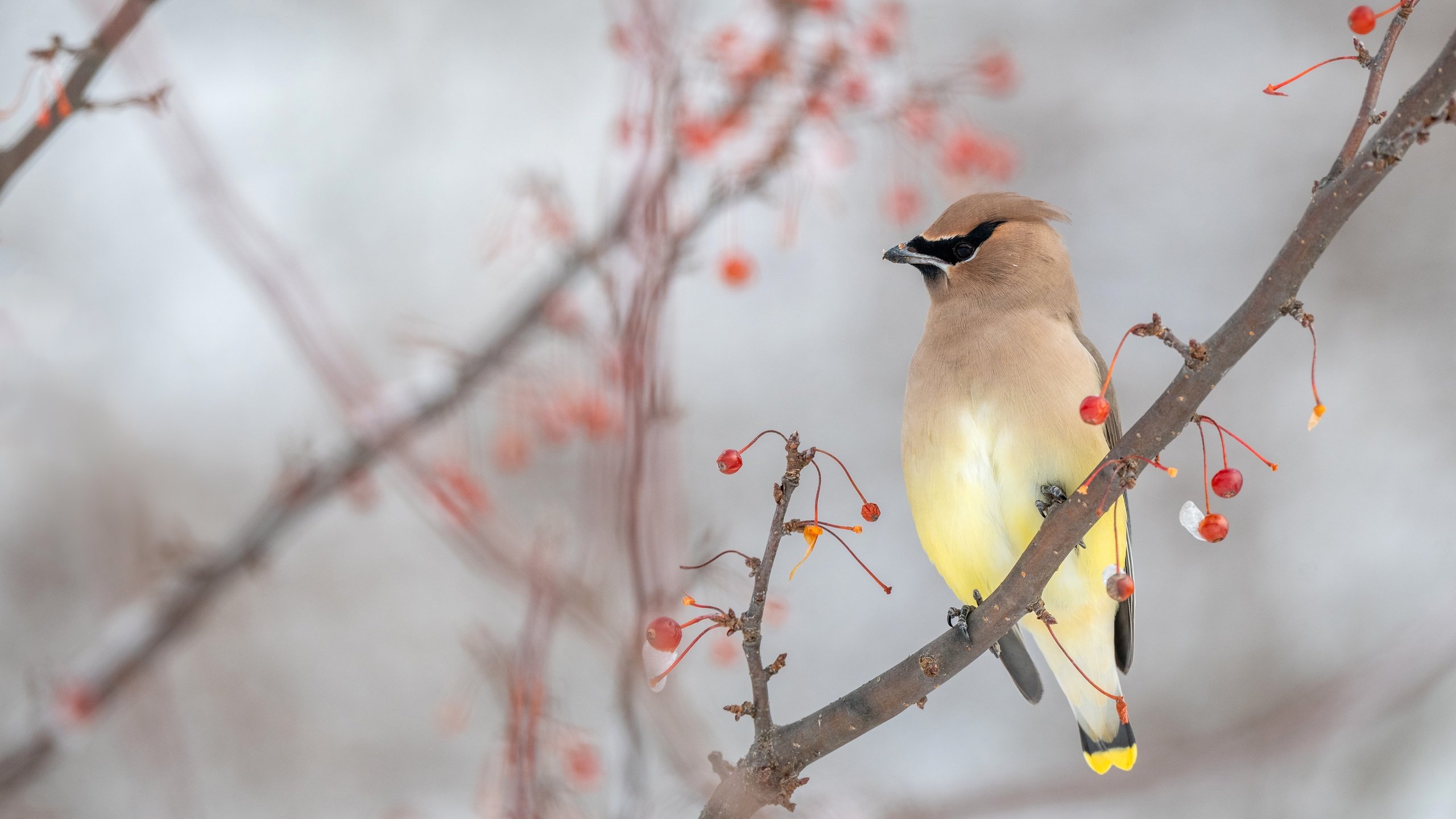 Обои ветки, осень, птица, ягоды, свиристель, branches, autumn, bird, berries, the waxwing разрешение 3840x2160 Загрузить