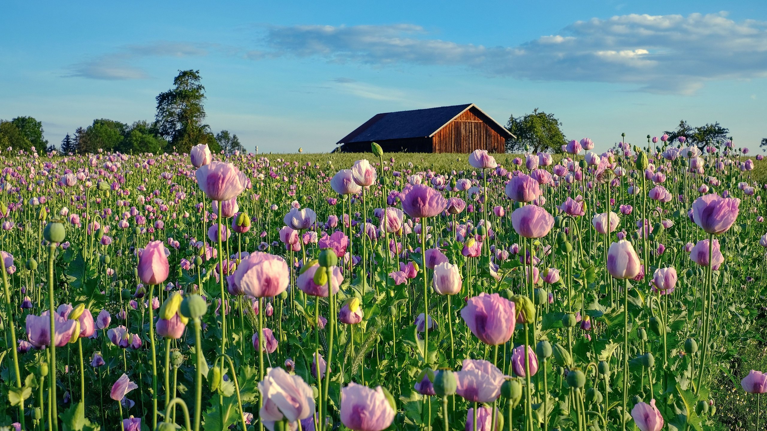 Обои небо, цветы, маки, дом, домик, плантация, маковое поле, the sky, flowers, maki, house, plantation, poppy field разрешение 3840x2160 Загрузить