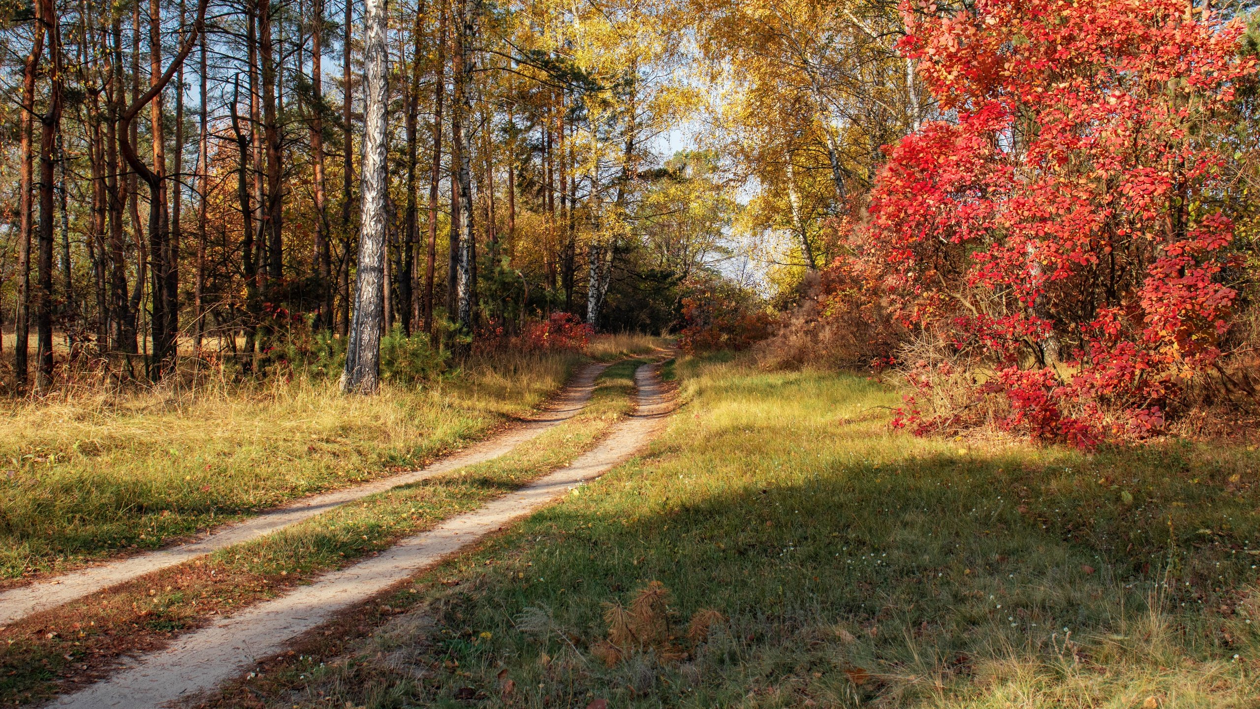 Обои лес, дорожка, осень, forest, track, autumn разрешение 6000x4000 Загрузить