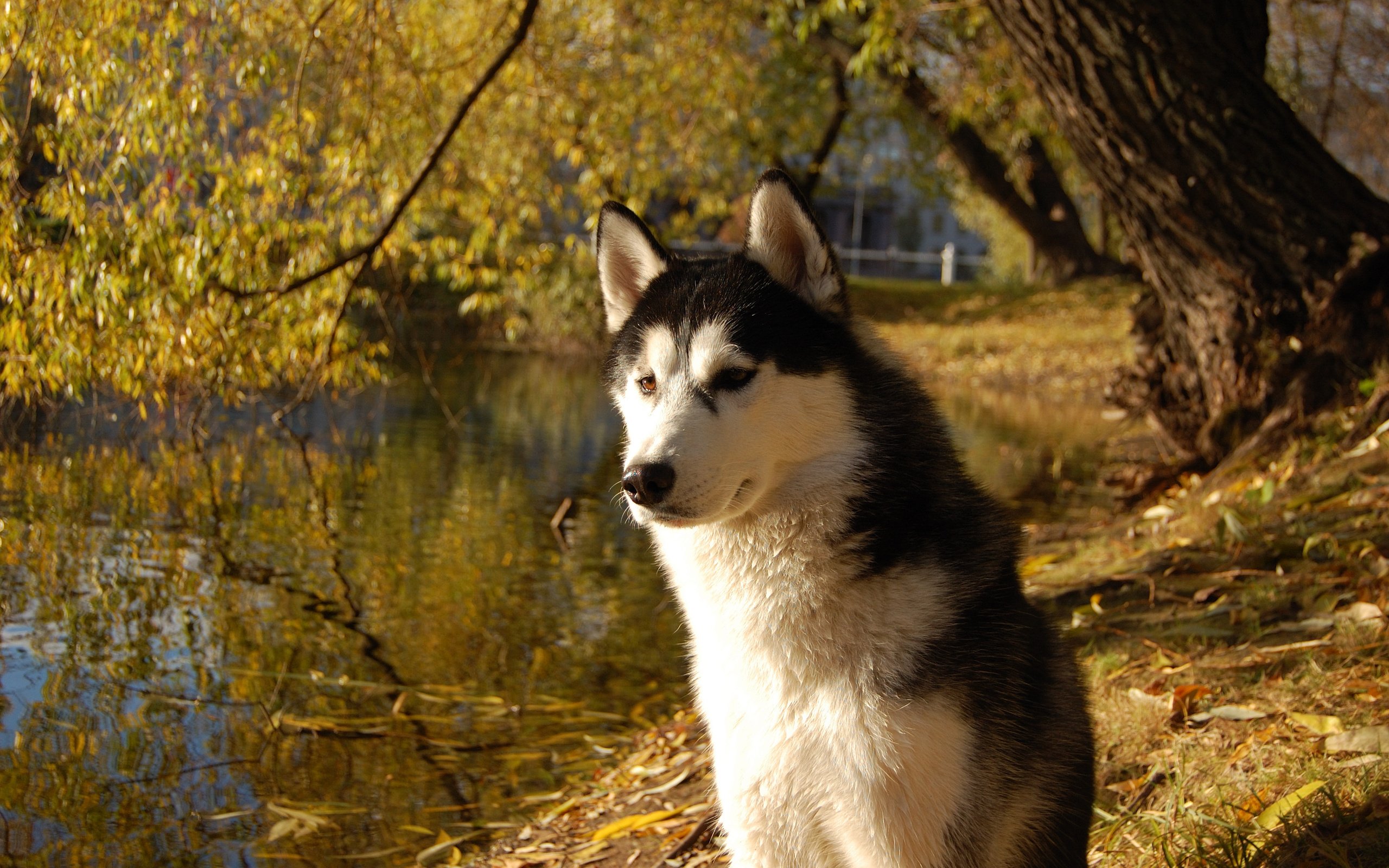 Обои собака, хаски, друг, сибирский хаски, dog, husky, each, siberian husky разрешение 3008x2000 Загрузить