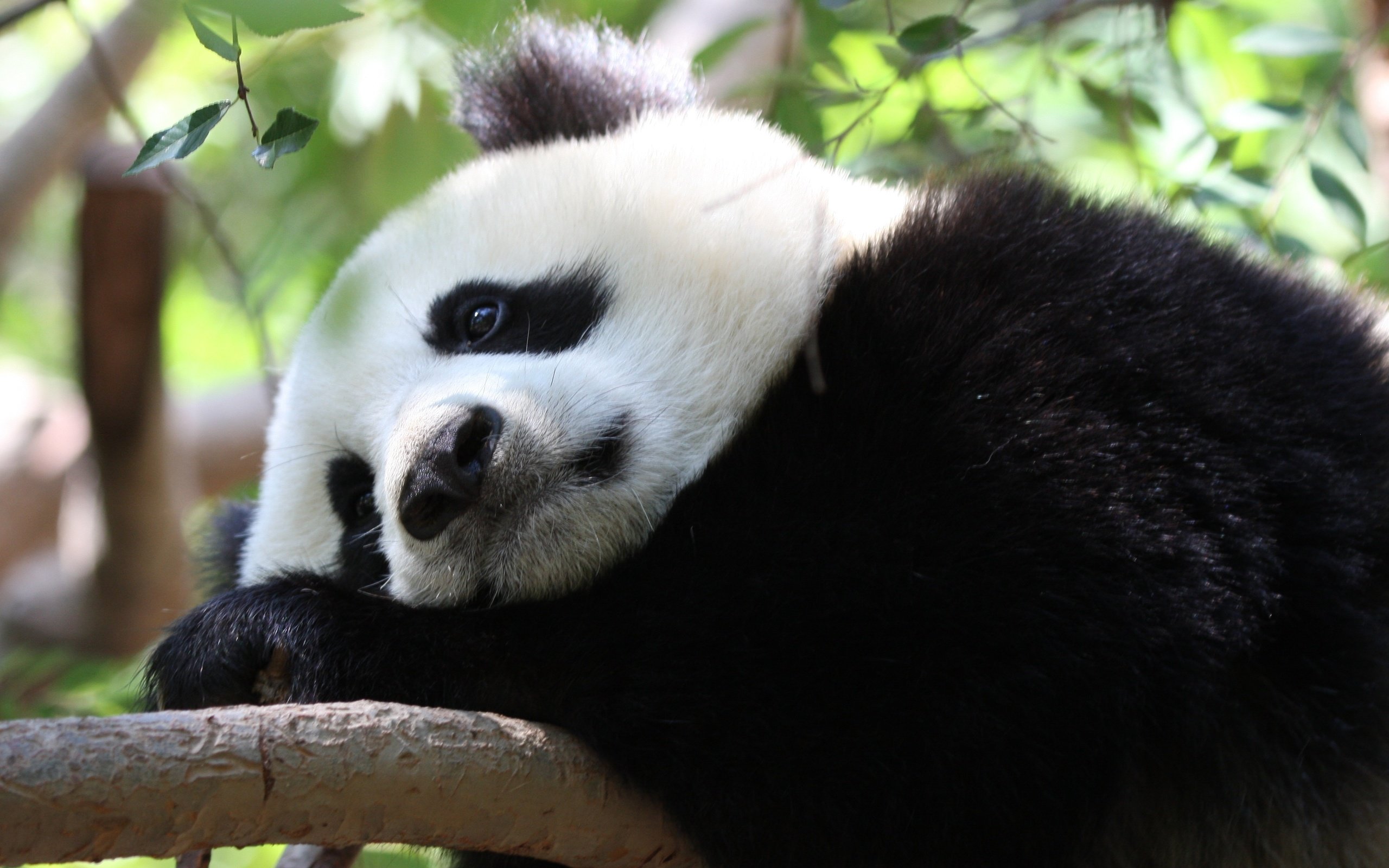 Обои панда, задумалась, грустная, бамбуковый медведь, большая панда, panda, thought, sad, bamboo bear, the giant panda разрешение 3570x2592 Загрузить