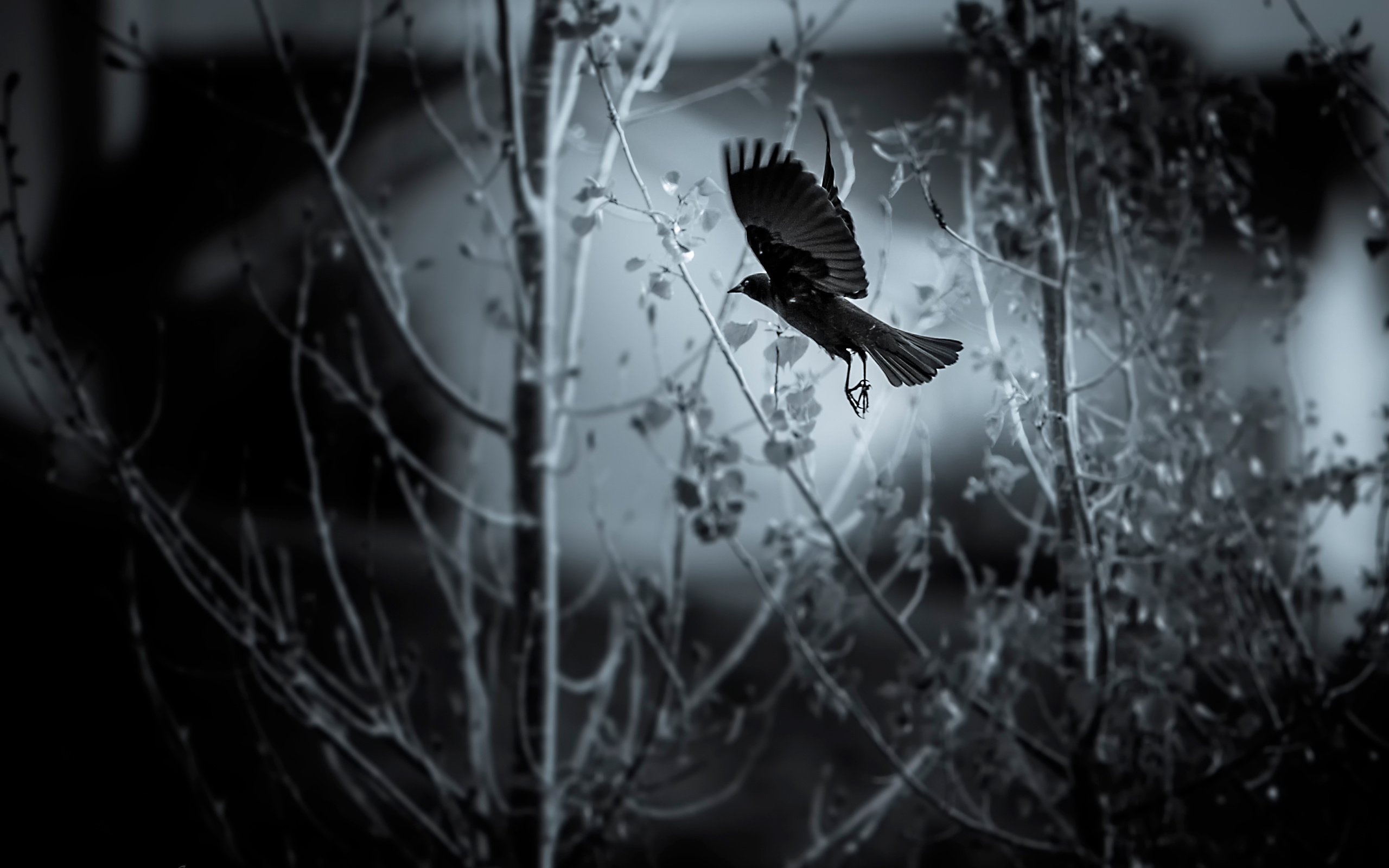 Обои деревья, полет, чёрно-белое, птица, flying bird, trees, flight, black and white, bird разрешение 2636x1757 Загрузить