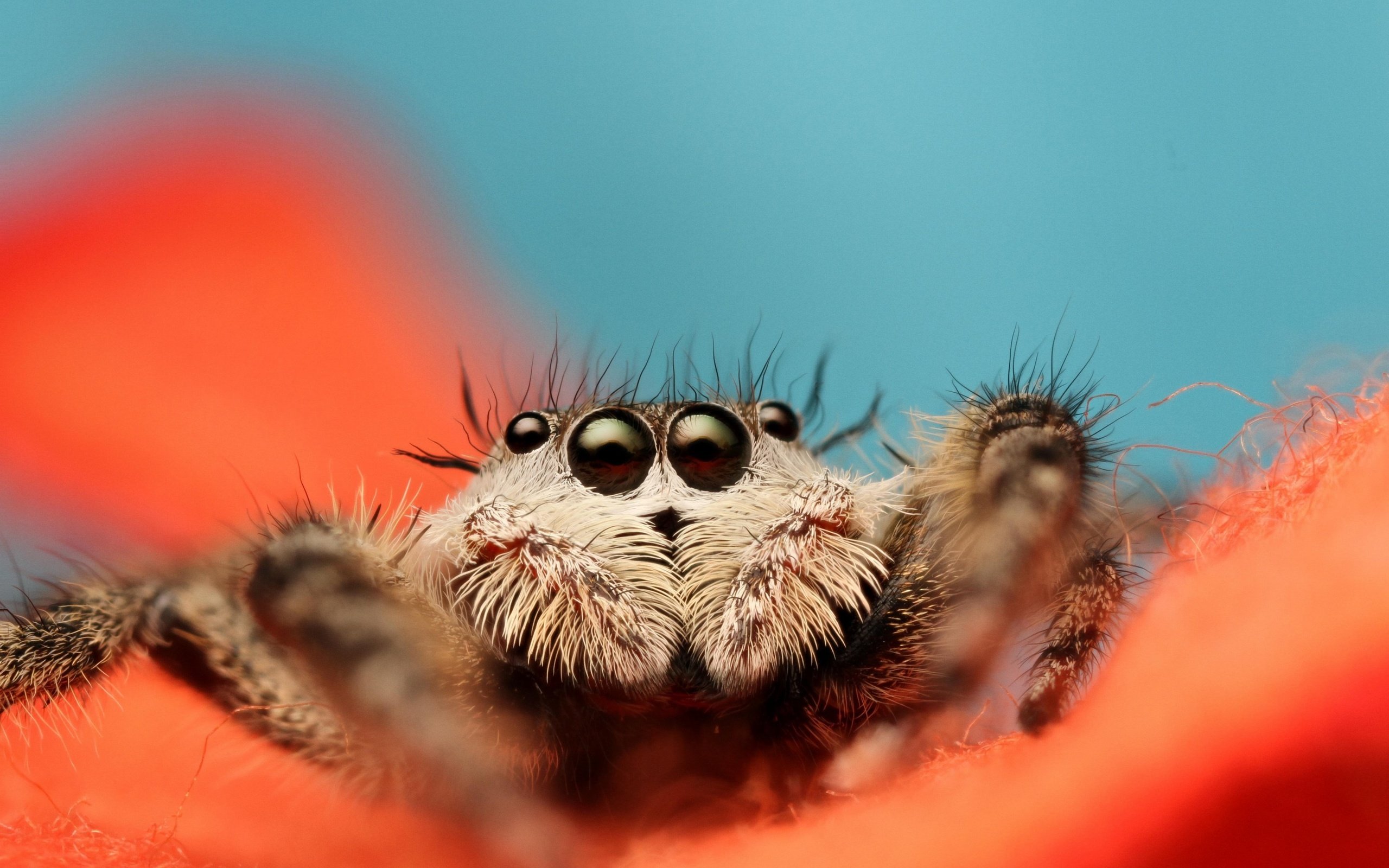 Обои глаза, листья, цветок, лапы, насекомые, паук, мухоловка, jumping spider, eyes, leaves, flower, paws, insects, spider, flycatcher разрешение 2880x1898 Загрузить