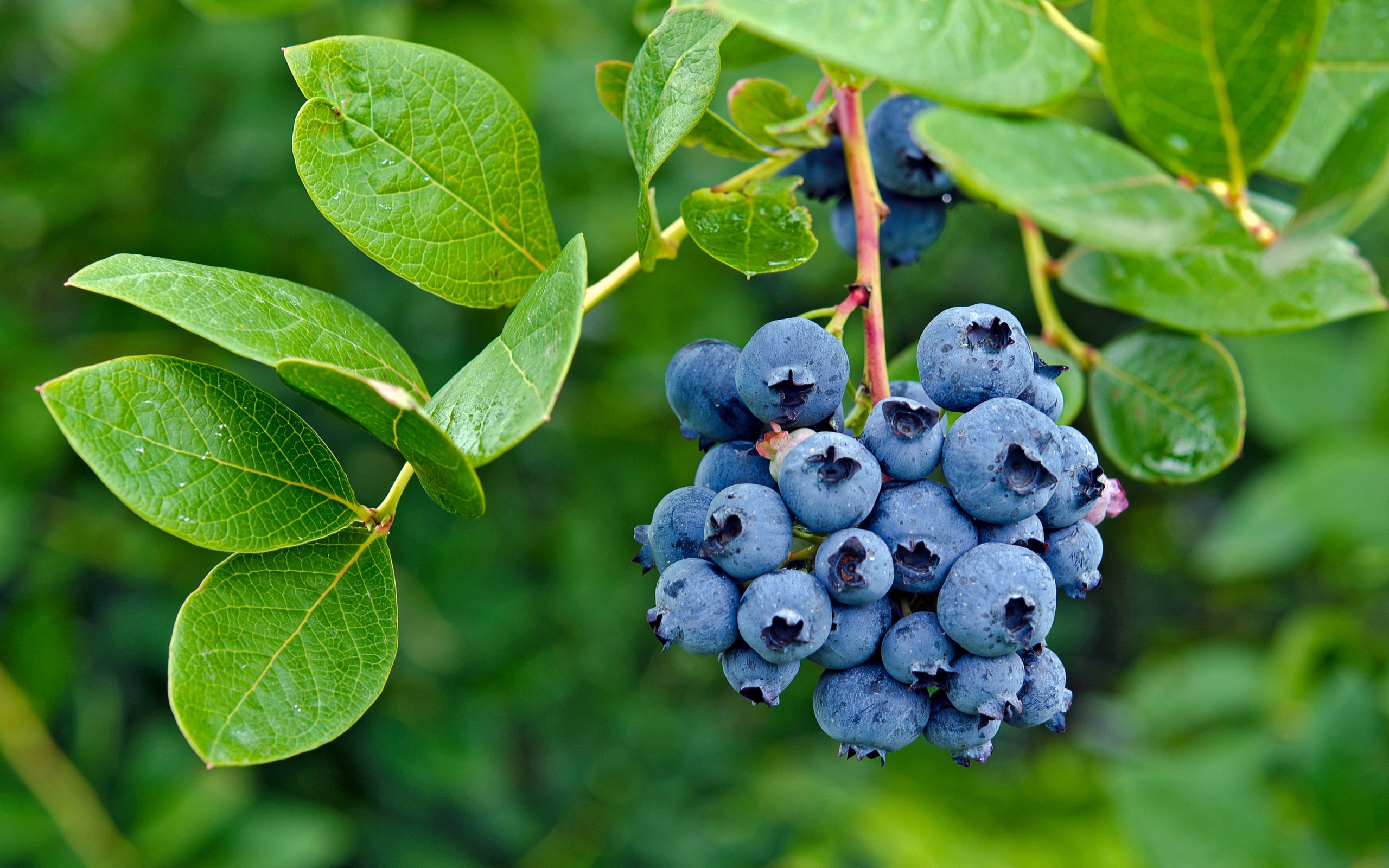 Обои листья, ягоды, лесные ягоды, черника, парное, черничный, leaves, berries, blueberries, fresh, blueberry разрешение 2880x1908 Загрузить